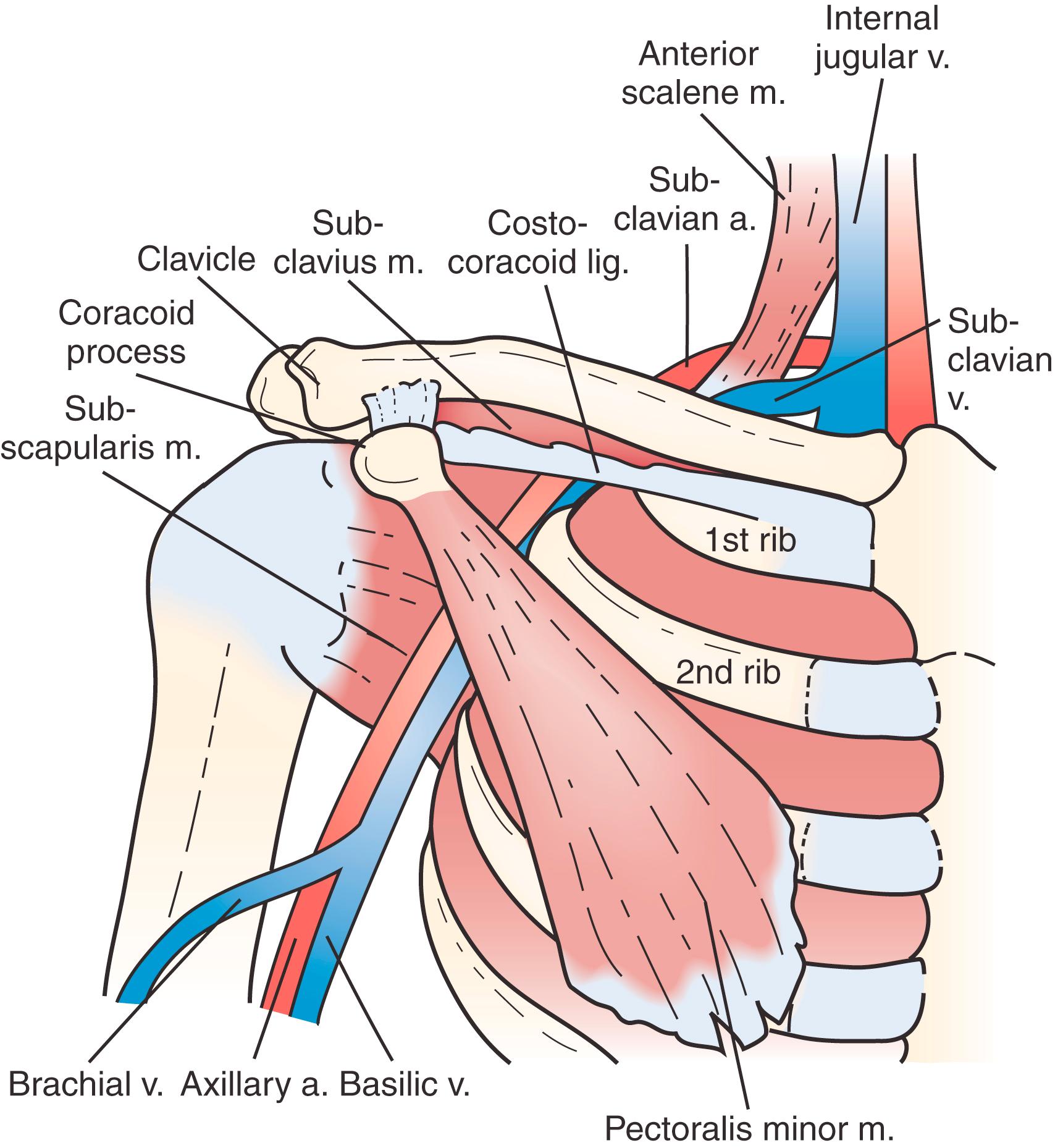 Figure 126.1, Anatomy of the Thoracic Outlet.