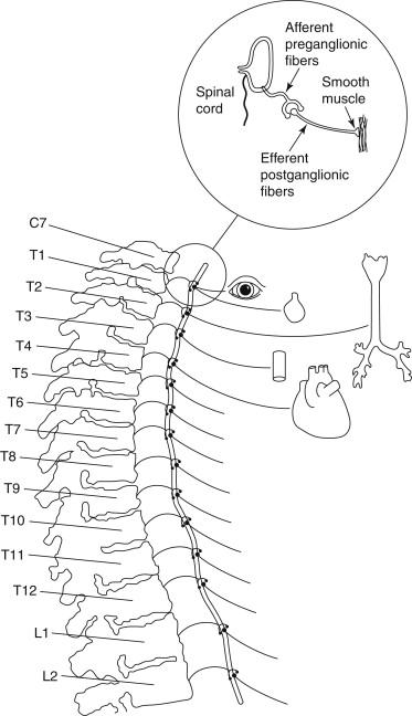 FIGURE 1, Anatomic configuration of sympathetic chain visualized as a multinodular cord lying over the costal head of the ribs at the costovertebral junction.