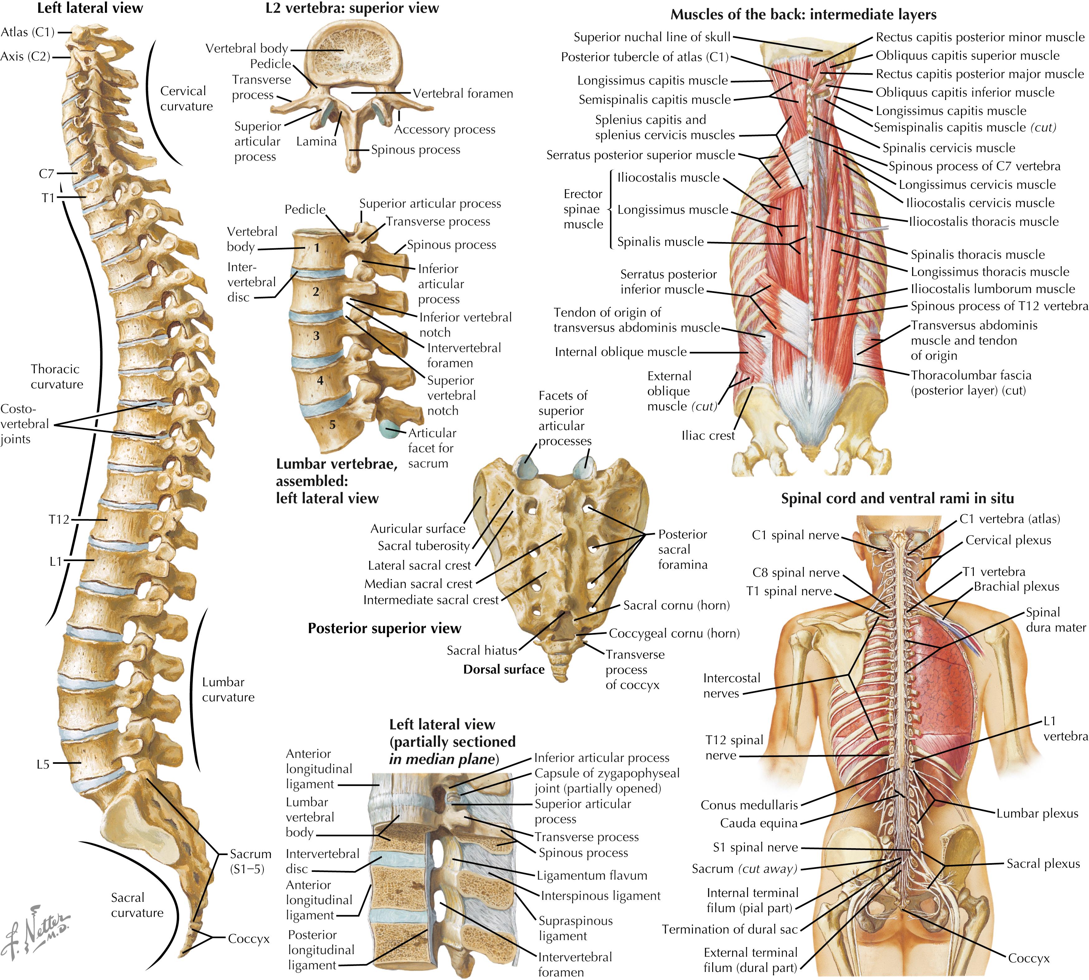 Figure 53.1, Anatomy of the spine.