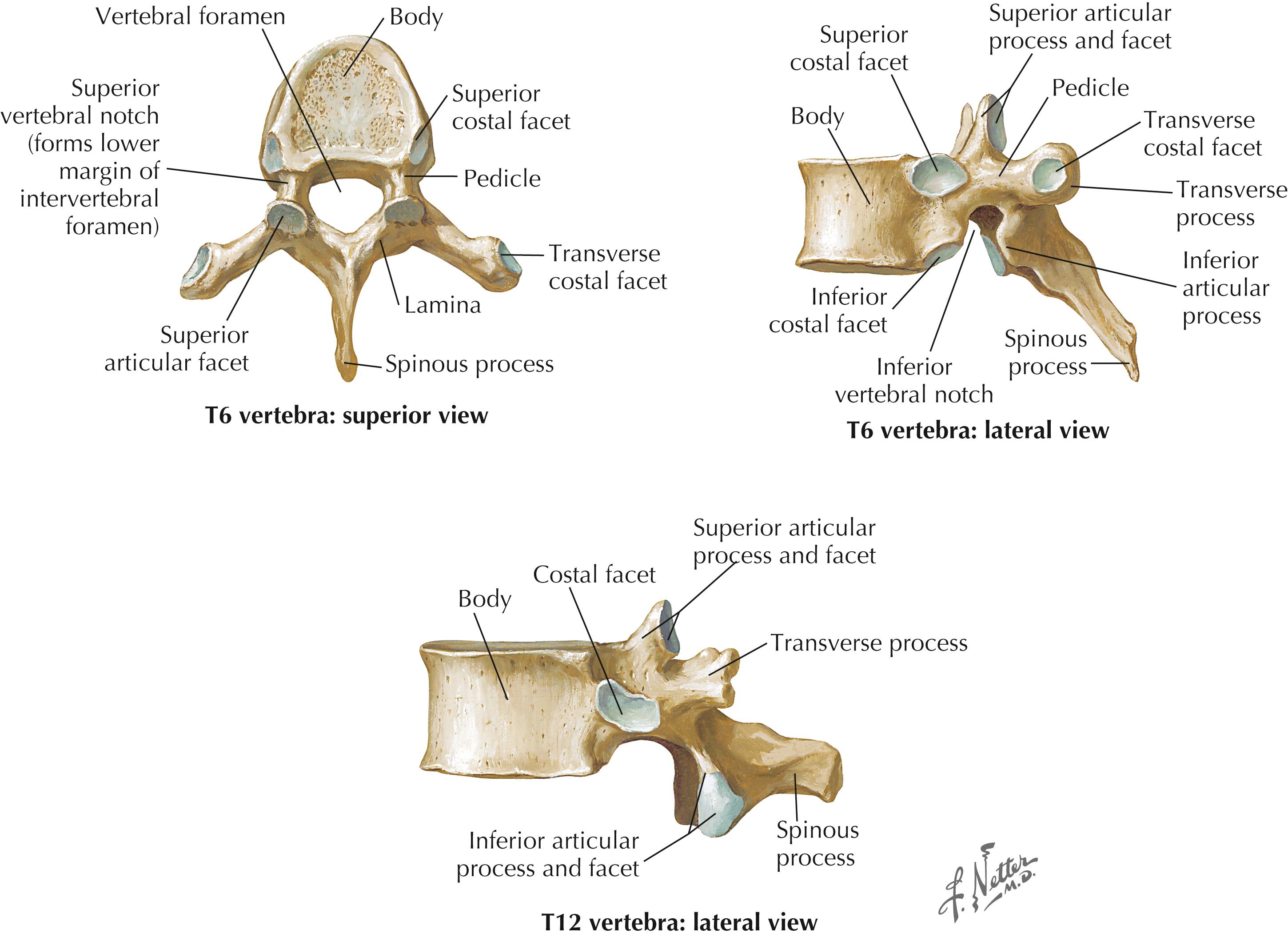 Figure 4-1, Thoracic vertebrae.