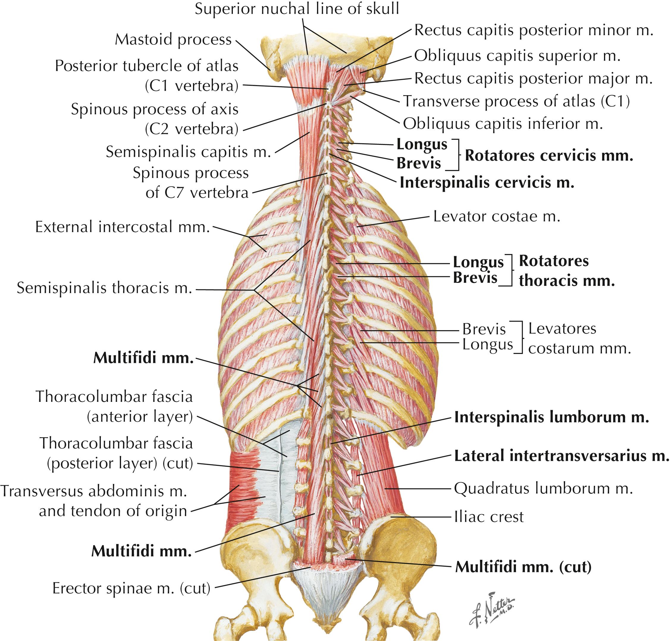 Figure 4-11, Muscles of the back, deep layer.