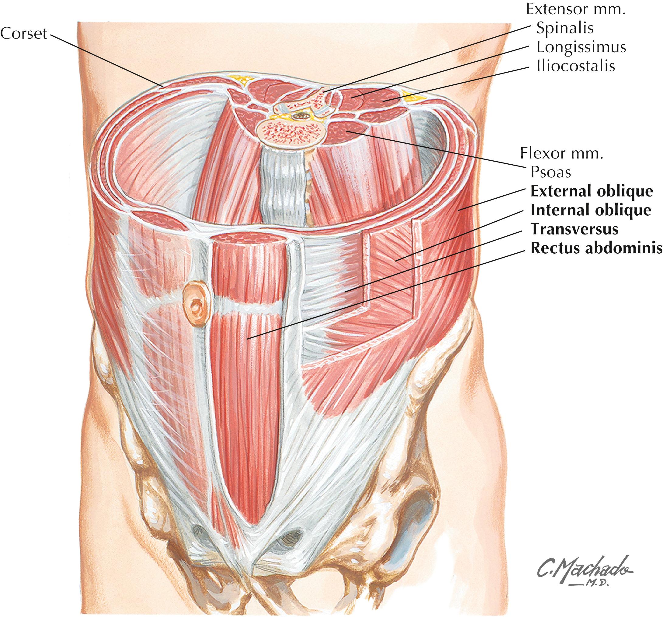 Figure 4-12, Dynamic “corset” concept of lumbar stability.