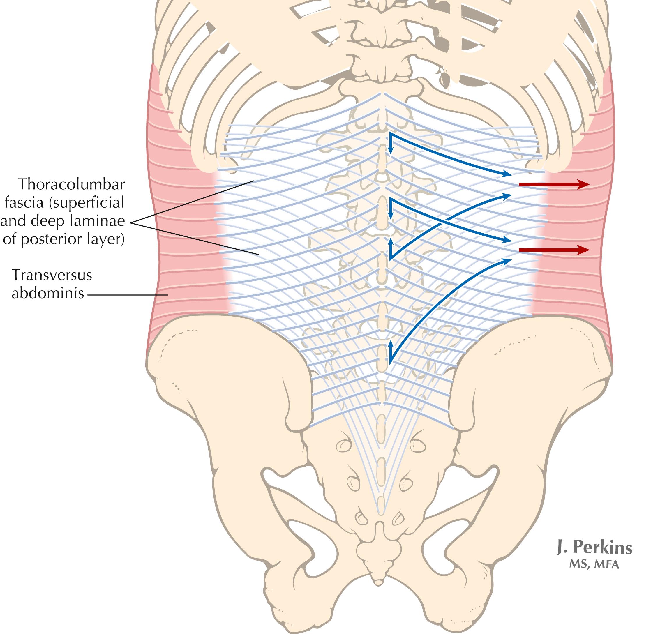 Figure 4-13, Transverse abdominis. The transverse abdominis exerts a force through the thoracolumbar fascia, creating a stabilizing force through the lumbar spine.