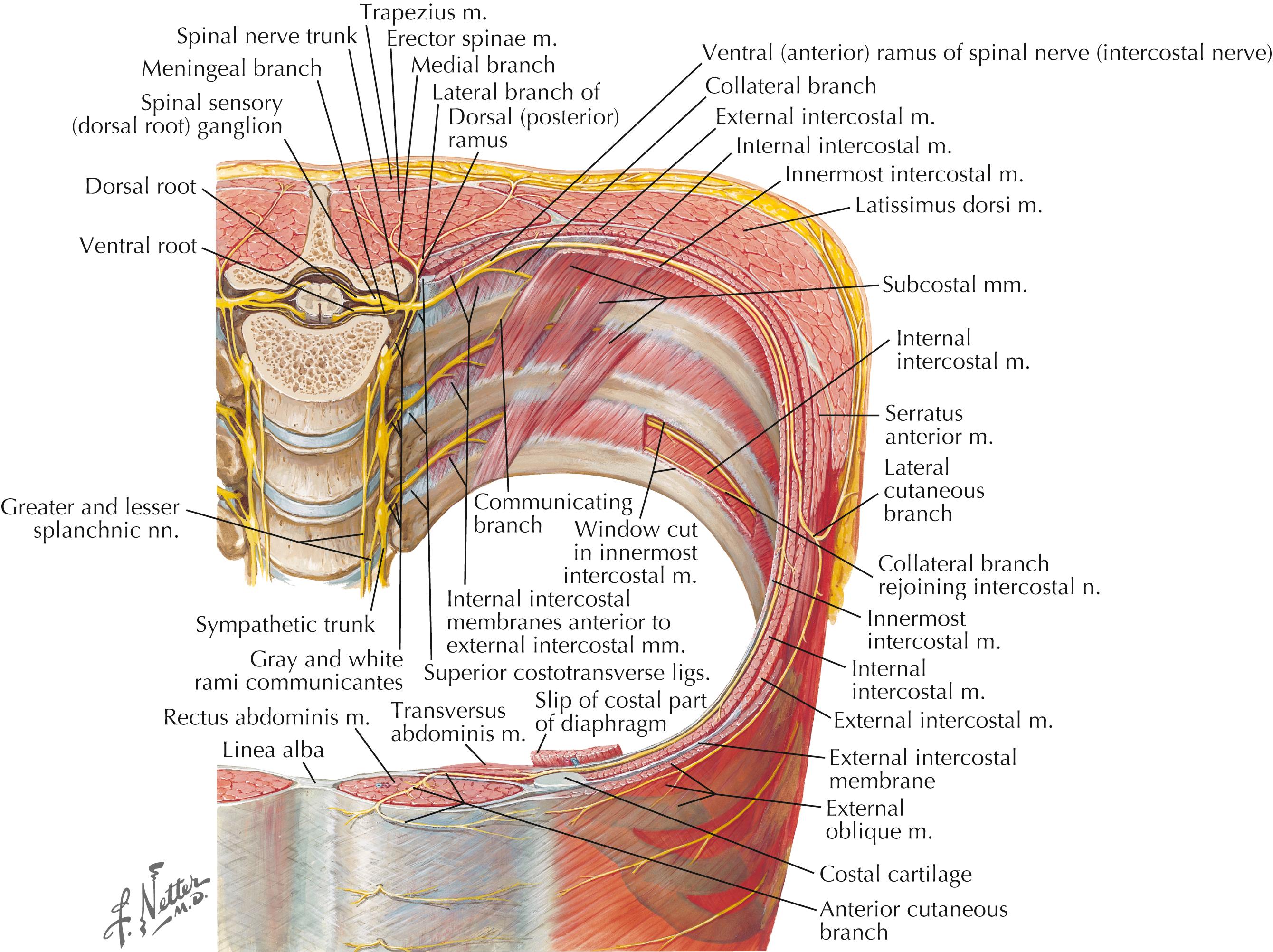 Figure 4-14, Nerves of the thoracic spine.