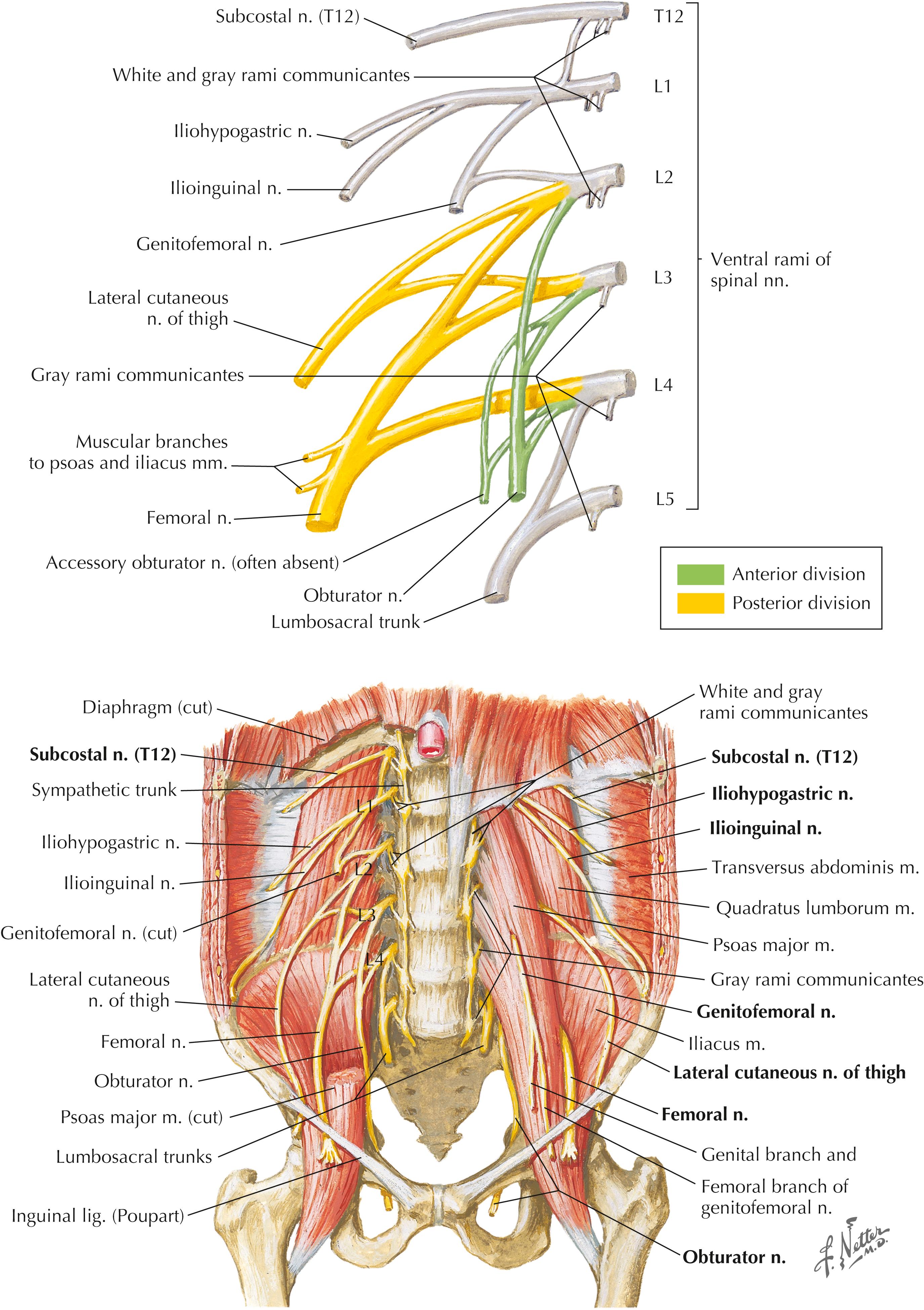 Figure 4-15, Nerves of the lumbar spine.