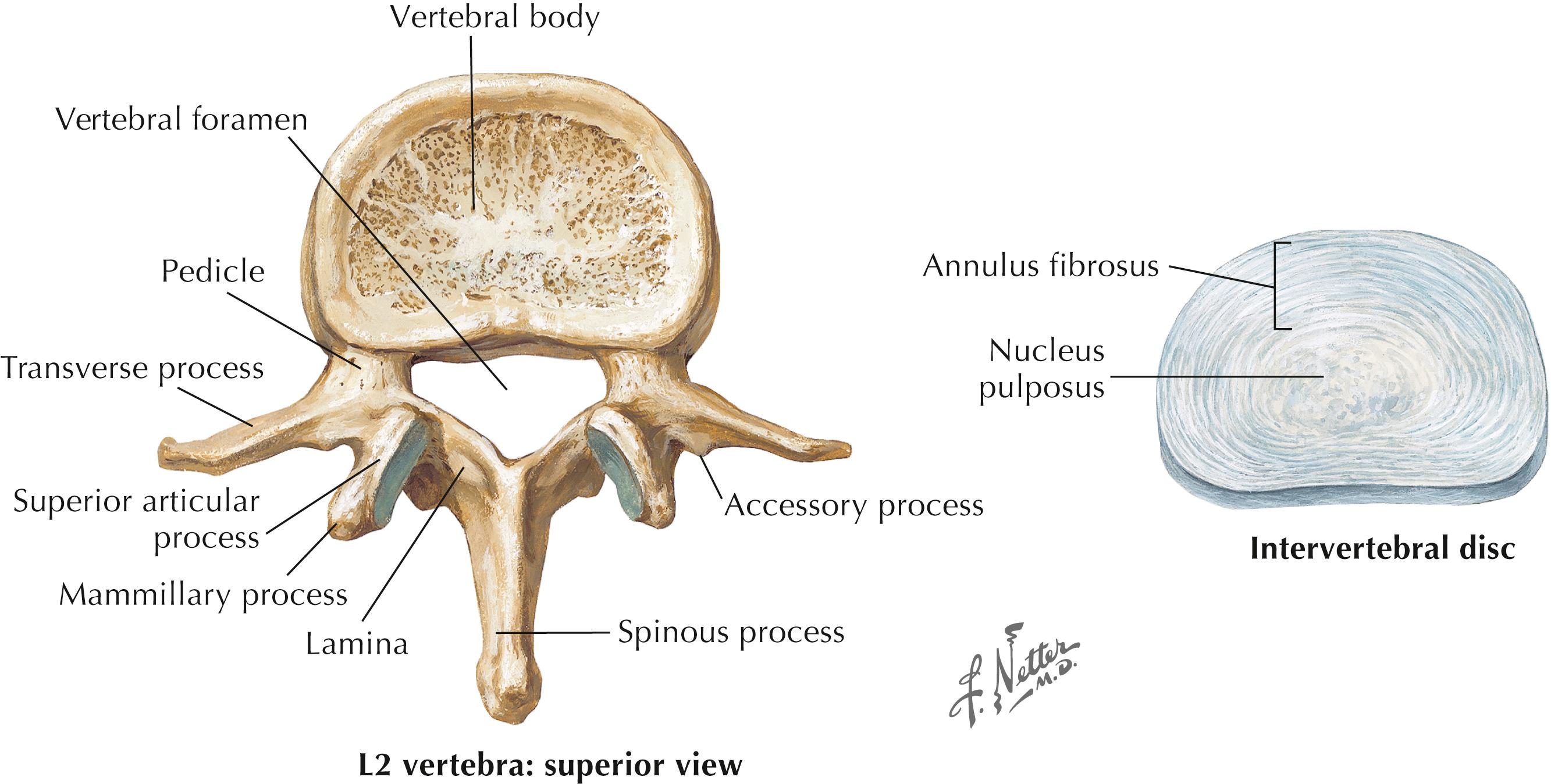 Figure 4-2, Lumbar vertebrae.