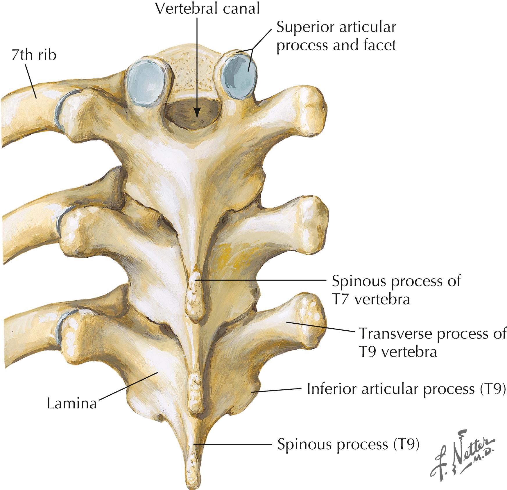 Figure 4-3, T7, T8, and T9 vertebrae, posterior view.