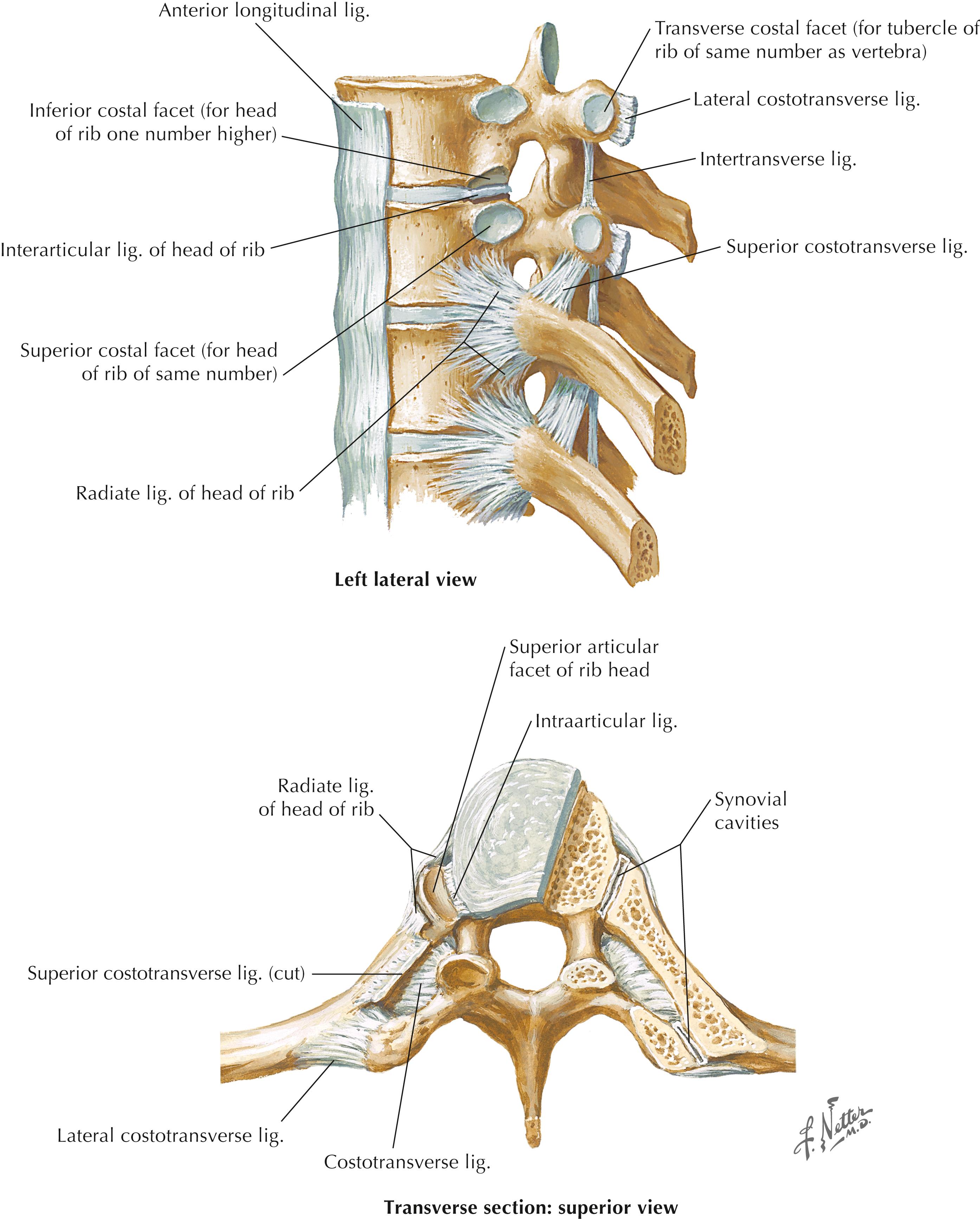 Figure 4-5, Costovertebral joints.