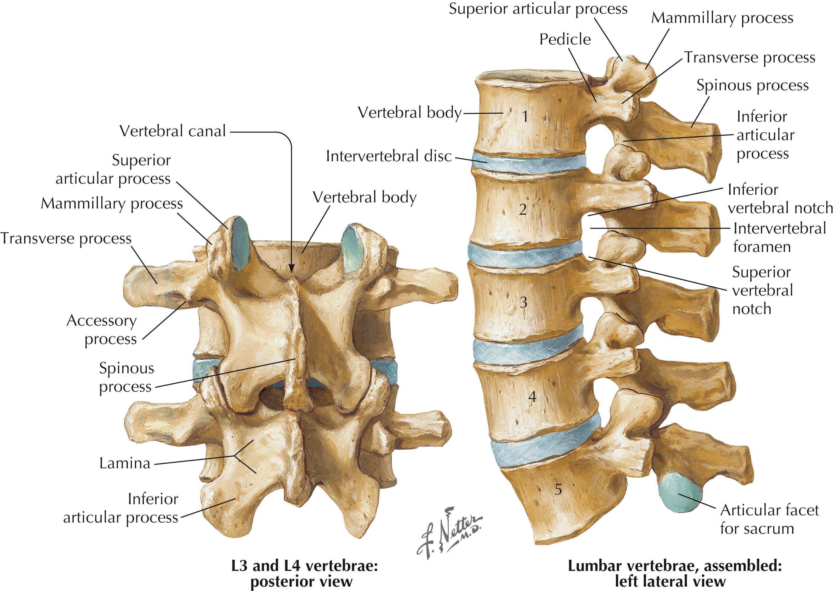 Figure 4-6, Lumbar spine.