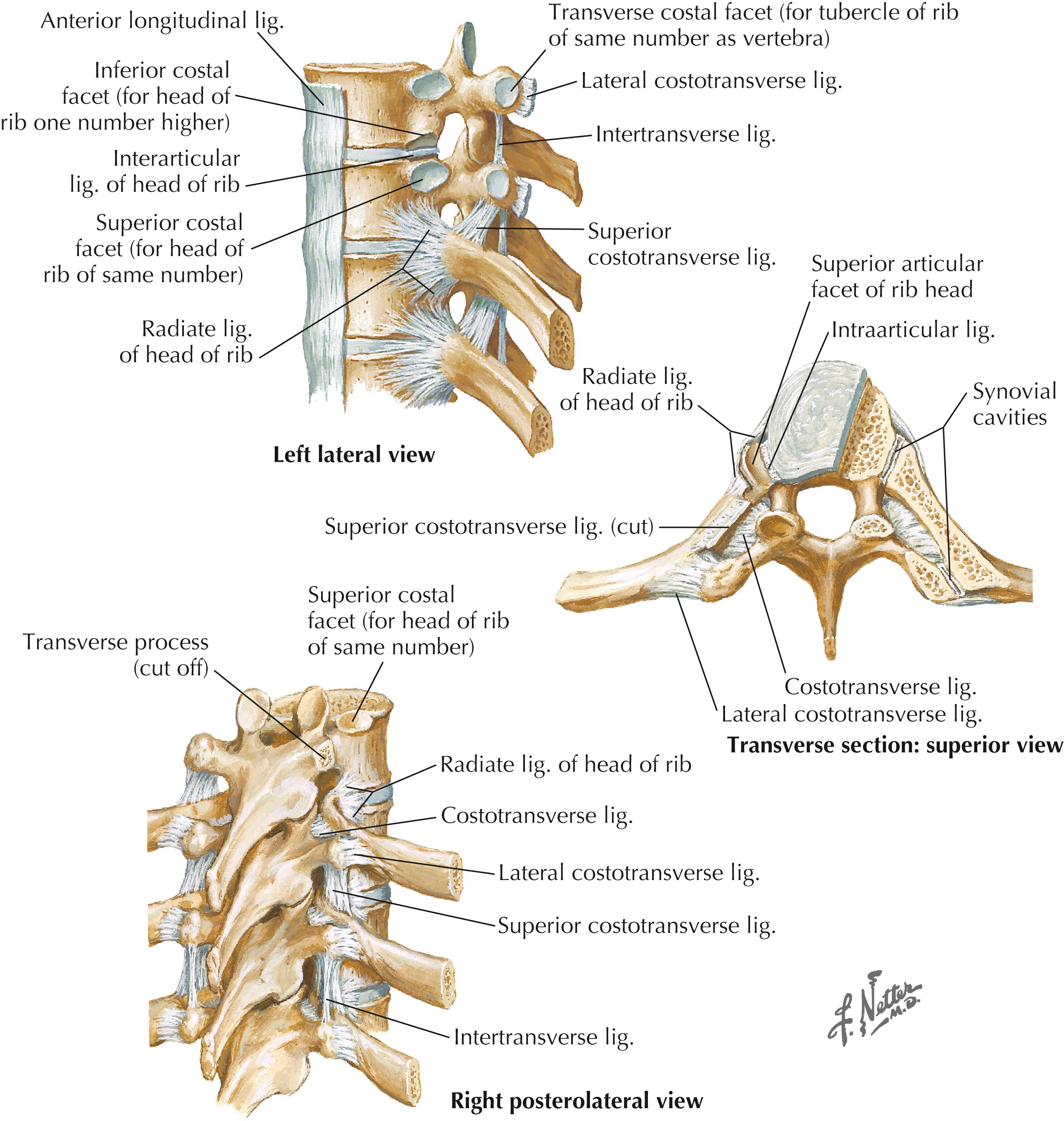 Figure 4-7, Costovertebral ligaments.