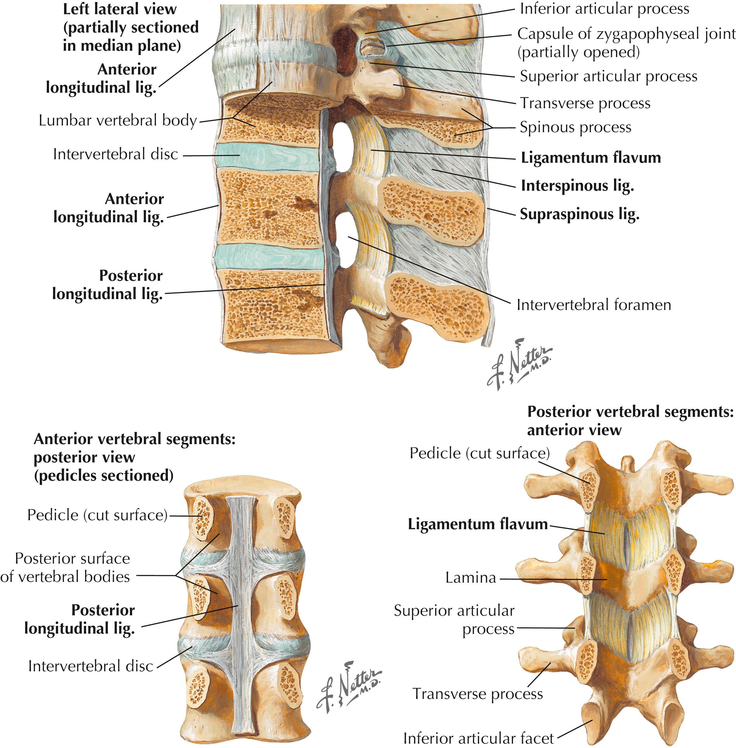 Figure 4-8, Thoracolumbar ligaments.