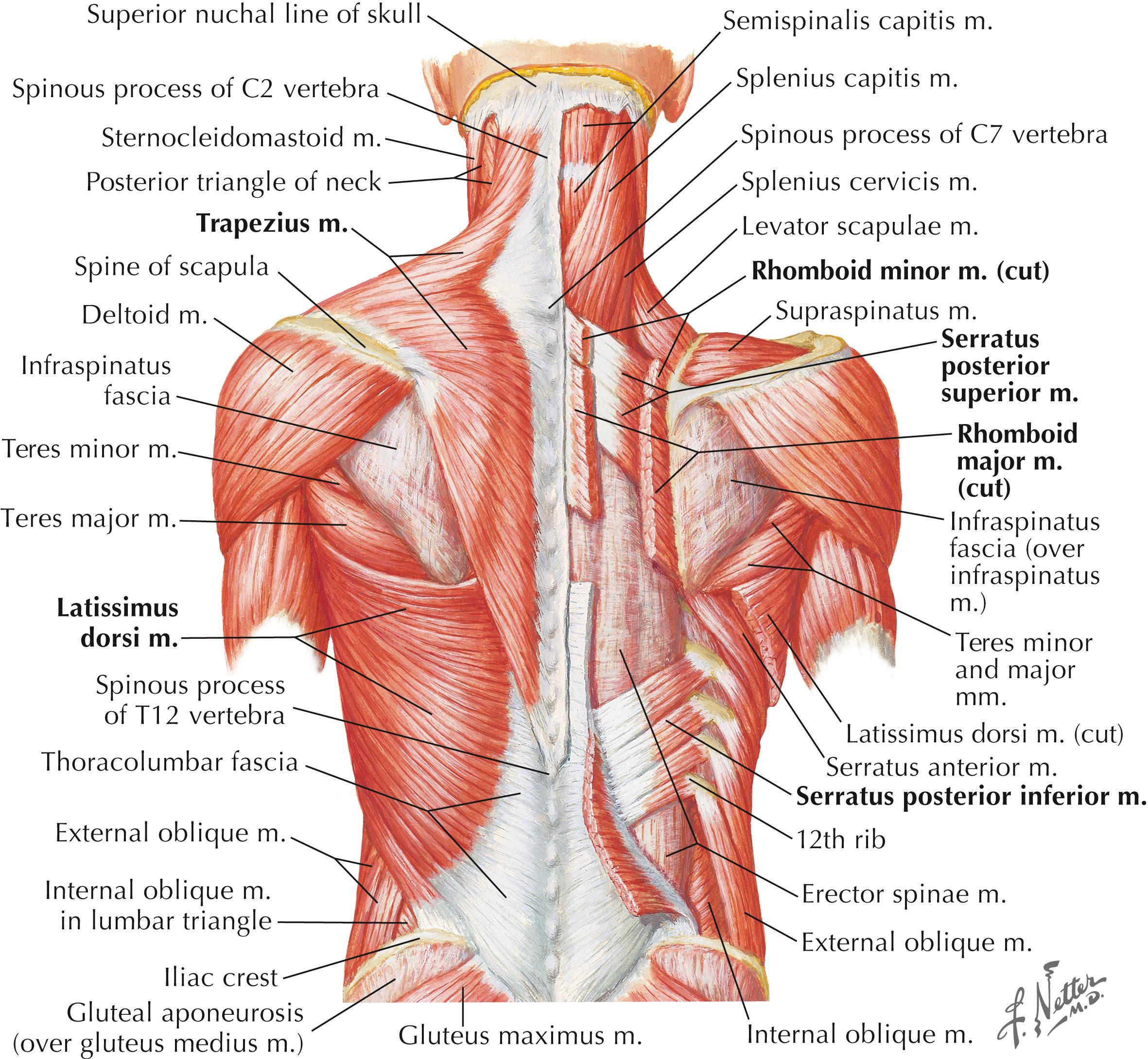 Figure 4-9, Muscles of the back, superficial layers.