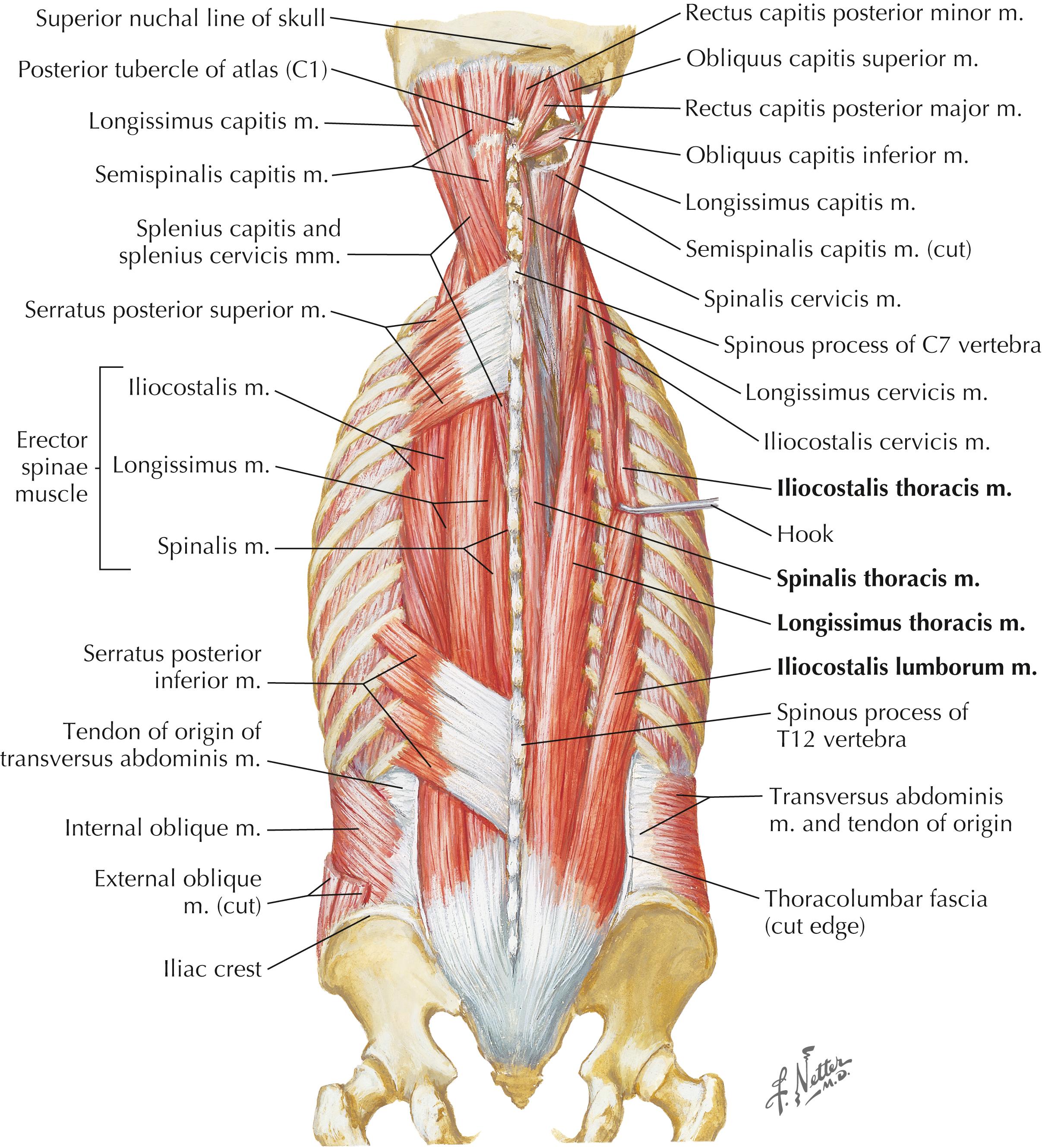 Figure 4-10, Muscles of the back, intermediate layer.