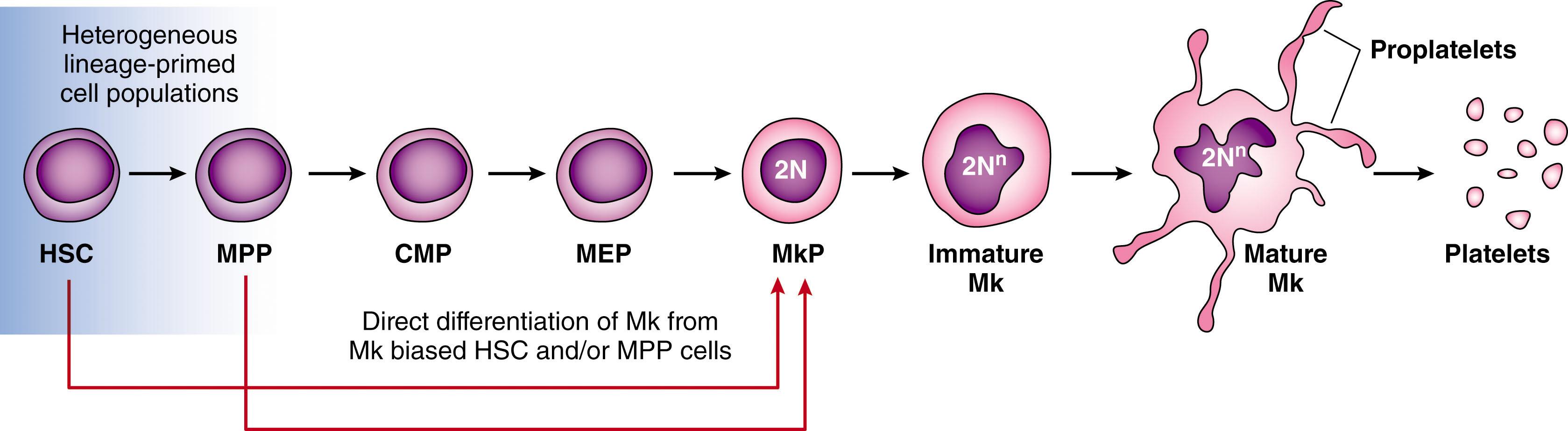 Figure 29.1, MEGAKARYOCYTOPOIESIS.