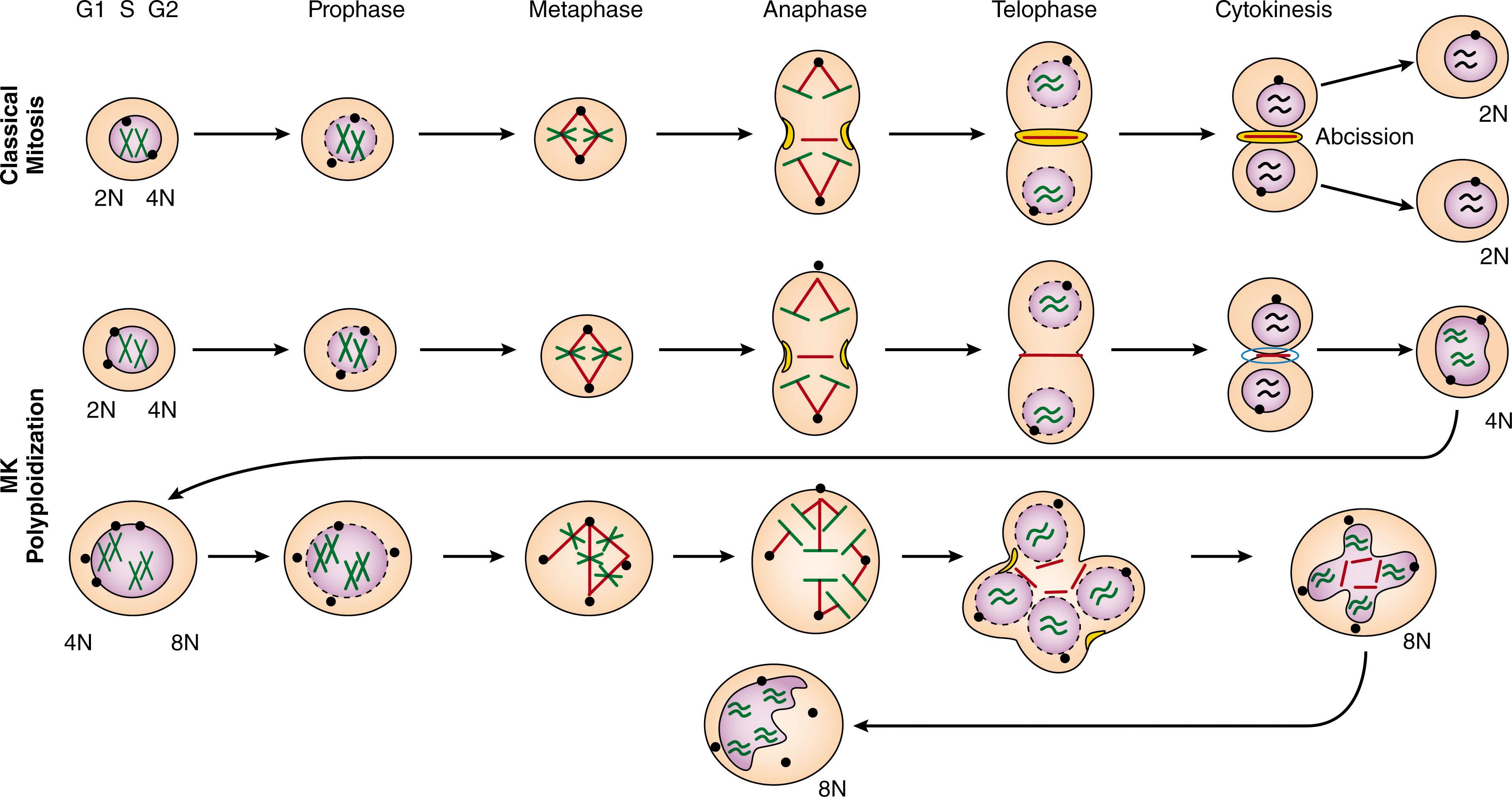 Figure 29.3, THE ENDOMITOTIC CELL CYCLE IN MEGAKARYOCYTES.