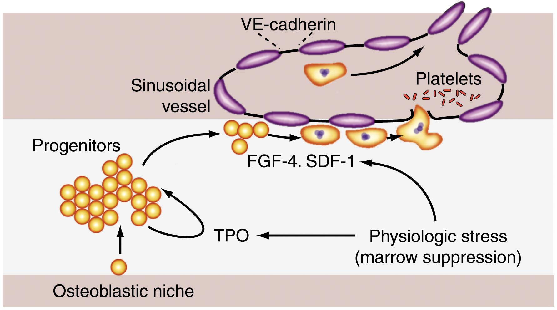 Figure 29.4, MODEL OF TERMINAL MATURATION OF MEGAKARYOCYTES AT THE BONE MARROW VASCULAR SINUSOID.