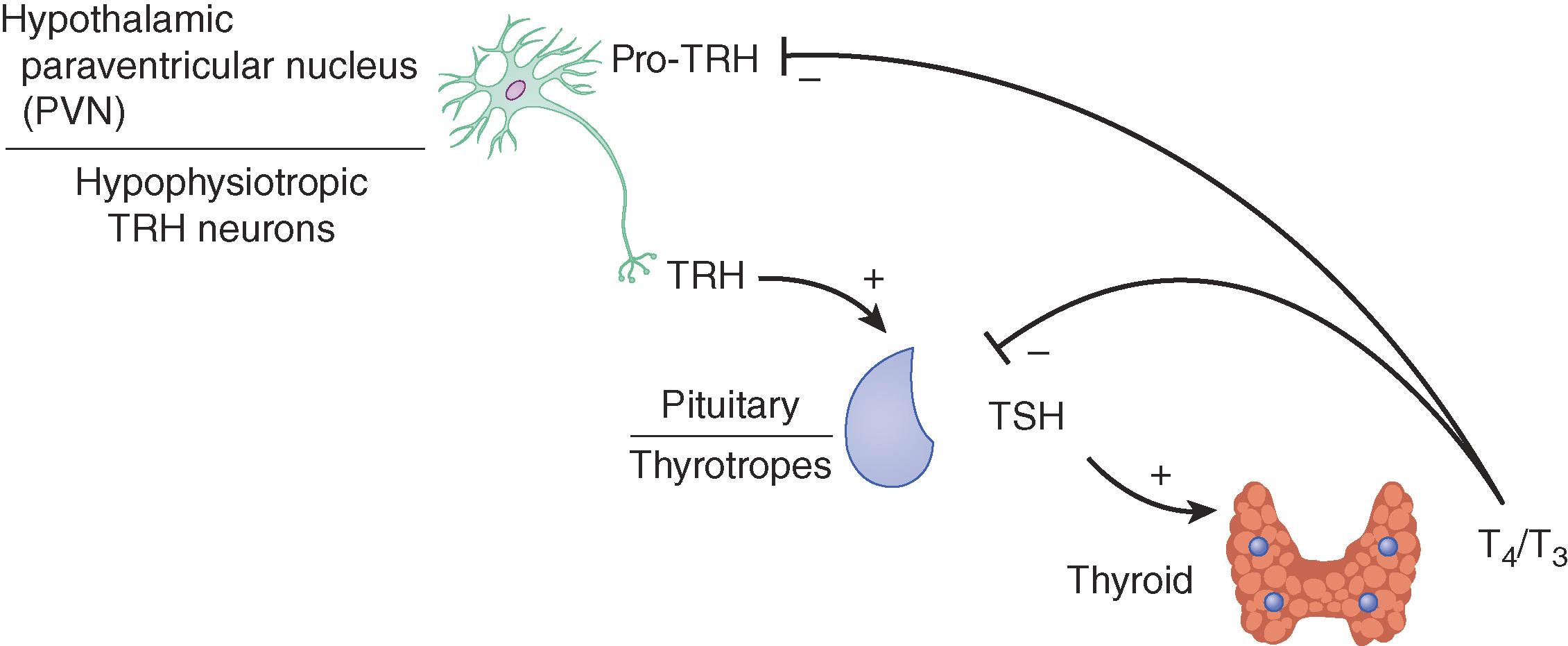 E-FIGURE 207-3, The hypothalamic-pituitary thyroid axis controls the set point of circulating thyroid hormone levels. T 3 = triiodothyronine; T 4 = thyroxine; TRH = thyrotropin-releasing hormone; TSH = thyroid-stimulating hormone. (Courtesy of Ricardo Sousa.)