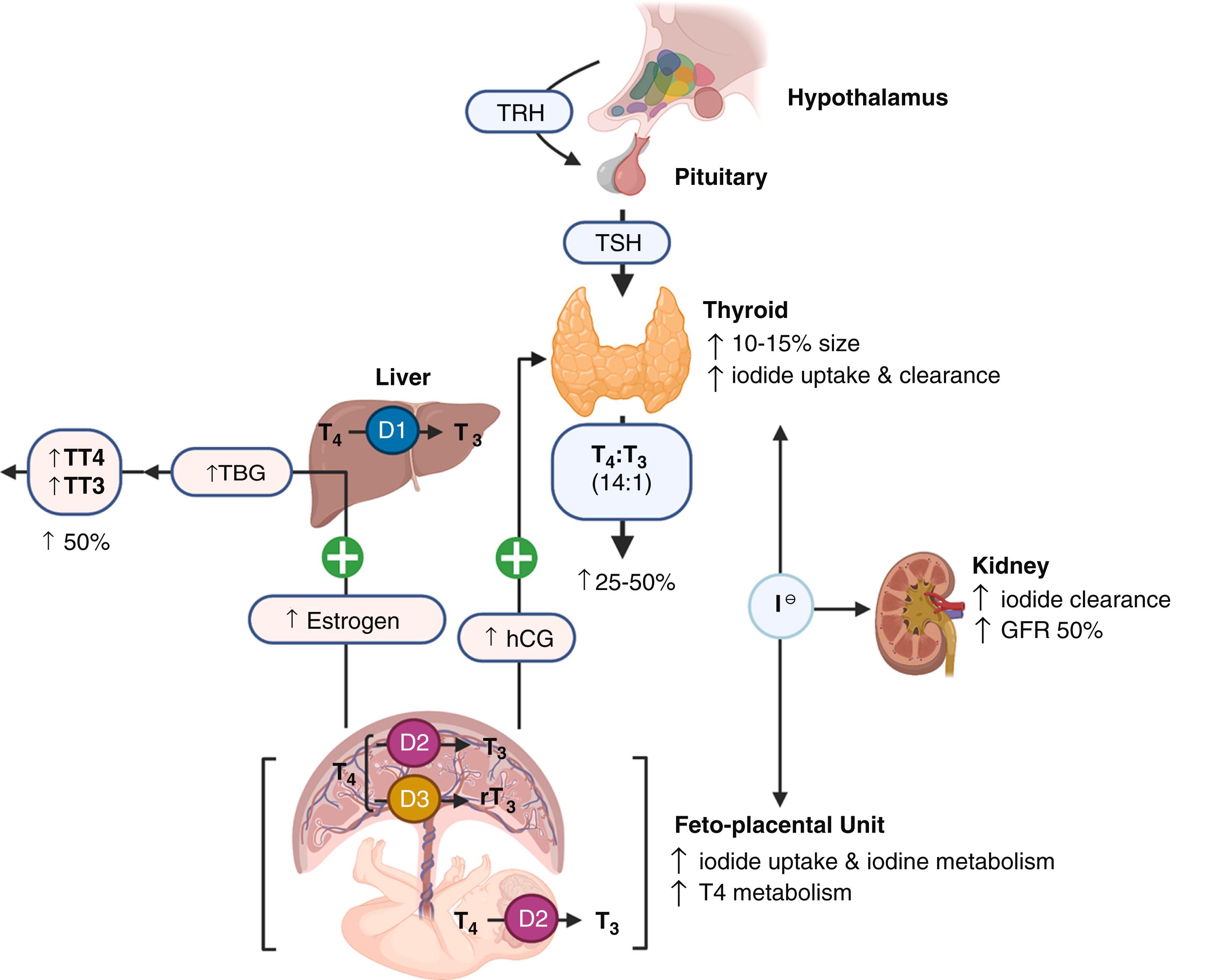 Figure 61.1, Maternal thyroid physiology.