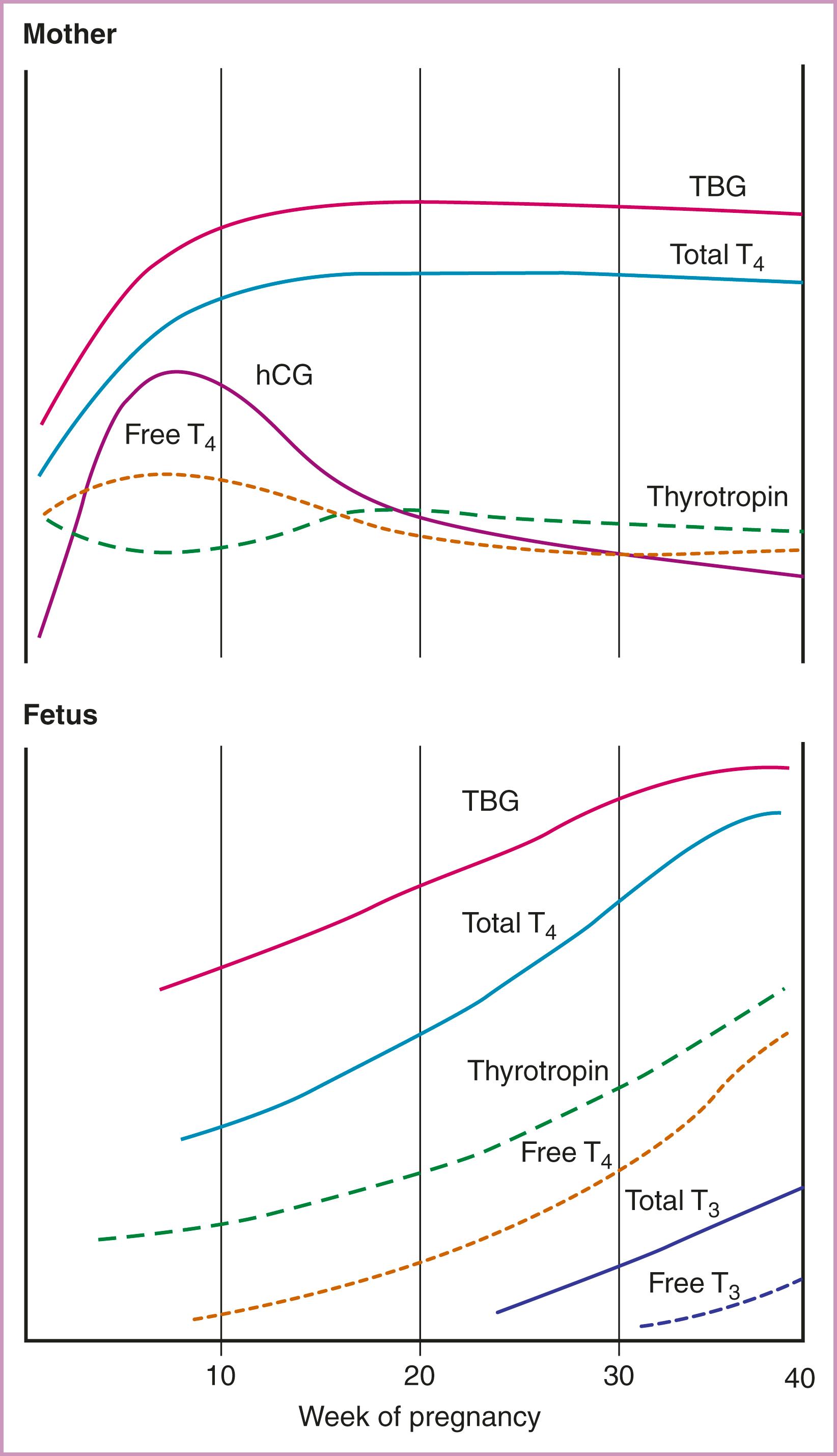 Figure 61.2, Relative changes in maternal and fetal thyroid function during pregnancy.