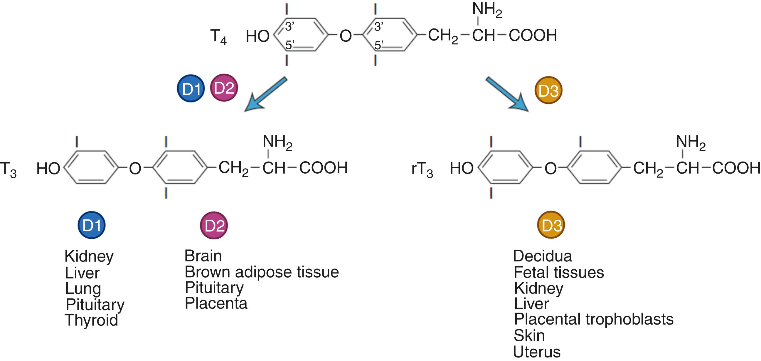 e-Figure 61.3, Thyroid hormone metabolism and deiodinase tissue distribution.