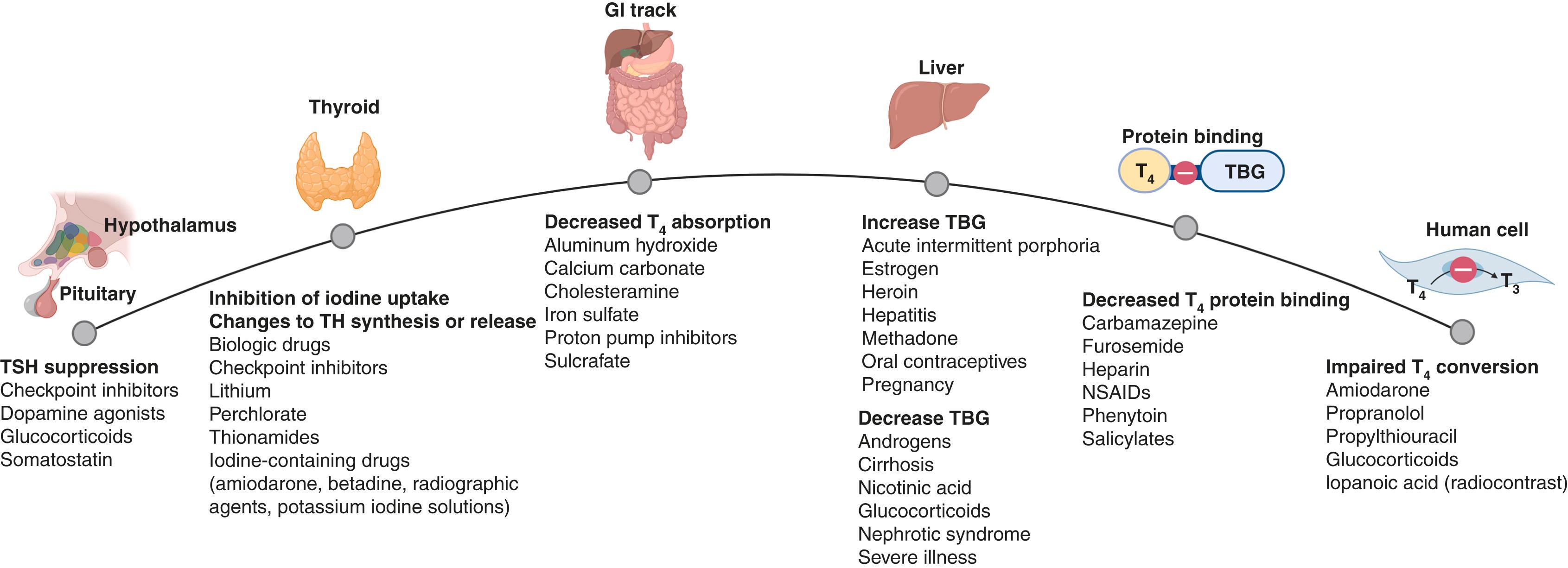 Figure 61.4, Effects of conditions and drugs on thyroid hormones.