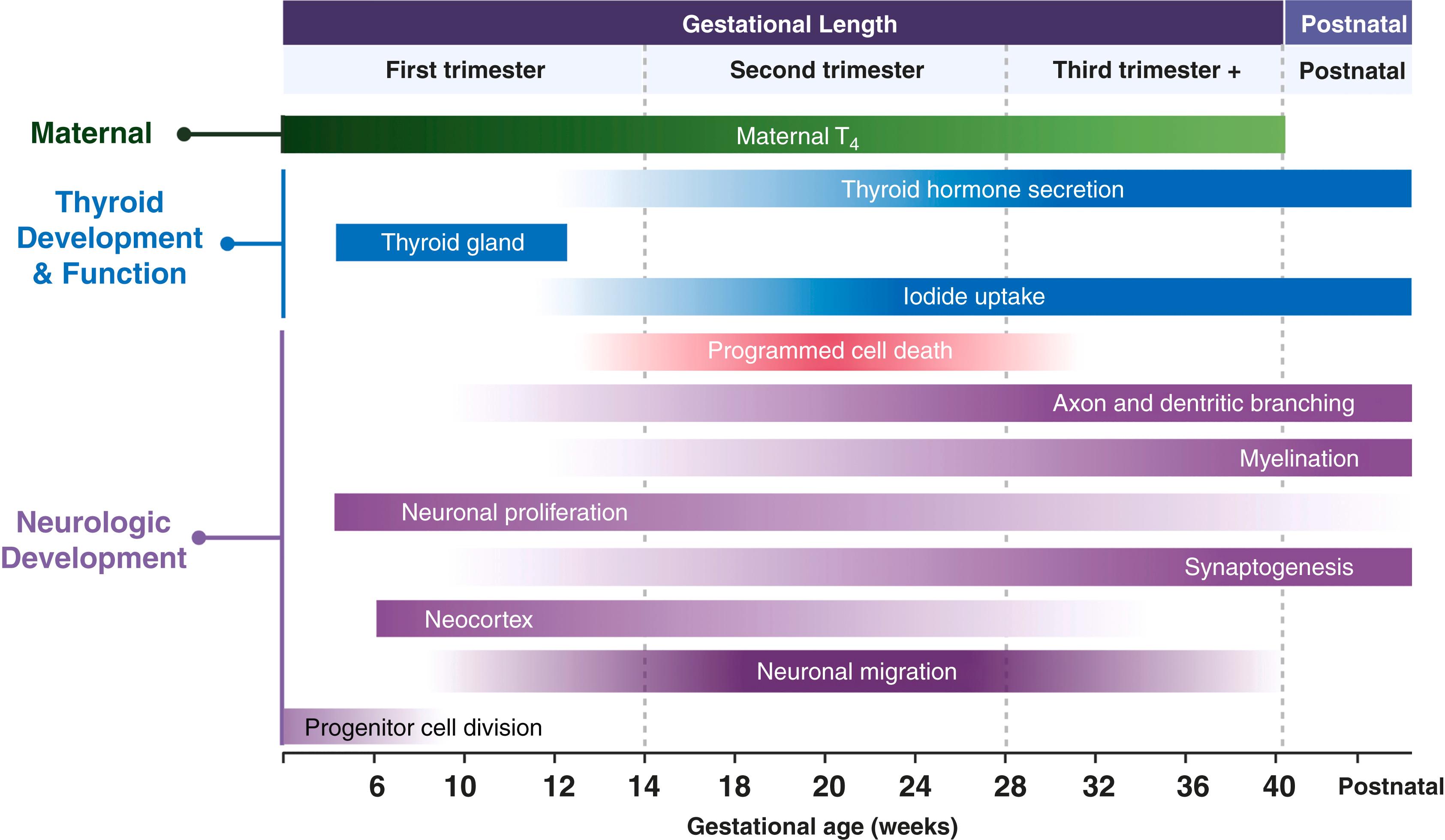 Figure 61.5, Timing of fetal thyroid and neurobiological processes with advancing gestation.