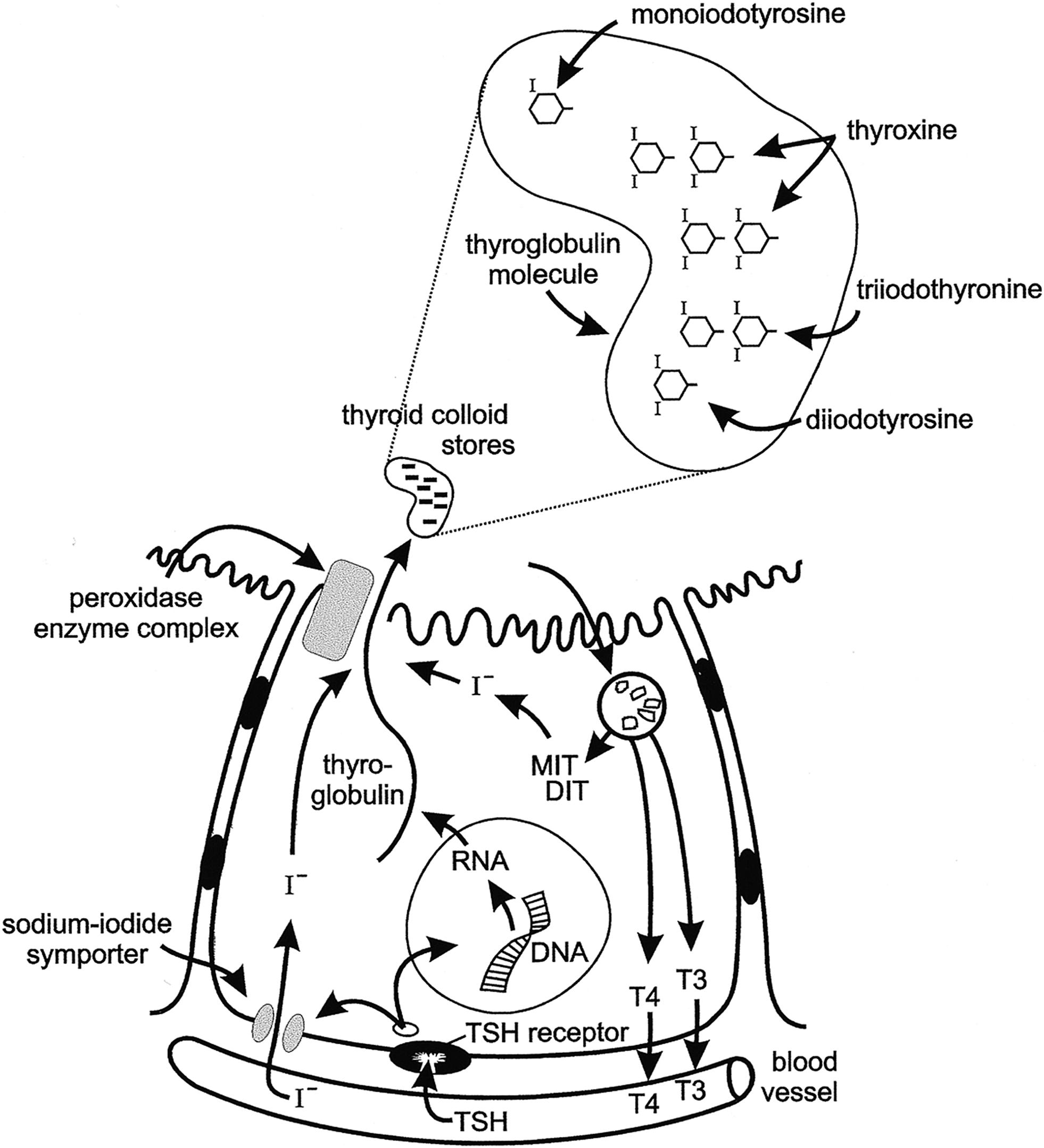 Fig. 13.1, Illustration of thyroid hormone synthesis and secretion. Thyroid-stimulating hormone (TSH) regulates the process via the G protein–linked plasma membrane TSH receptor. TSH binding stimulates thyroglobulin synthesis and sodium-iodide symporter (iodide transporter) uptake of circulating iodide. Iodide diffuses in the cytosol to the apical membrane and is transported to the apical lumen by Pendrin, an anion-bicarbonate family exchanger, making iodide available to the enzyme organification complex (Pendrin; thyroid peroxidase, TPO, THOX). The tyrosine residues of thyroglobulin are iodinated at the apical cell membrane and are catalyzed by thyroid peroxidase, the organification enzyme. The resulting monoiodotyrosine (MIT) and diiodotyrosine (DIT) residues couple to form the iodothyronines thyroxine (T4) and triiodothyronine (T3) within the stored thyroglobulin molecule. TSH stimulates micropinocytosis of colloid droplets and progressive thyroglobulin proteolysis within the resulting phagolysosomes. T4 and T3 are secreted into the circulation. The uncoupled MIT and DIT are deiodinated by iodotyrosine deiodinase to release iodide, which is largely recycled within the follicular cell.