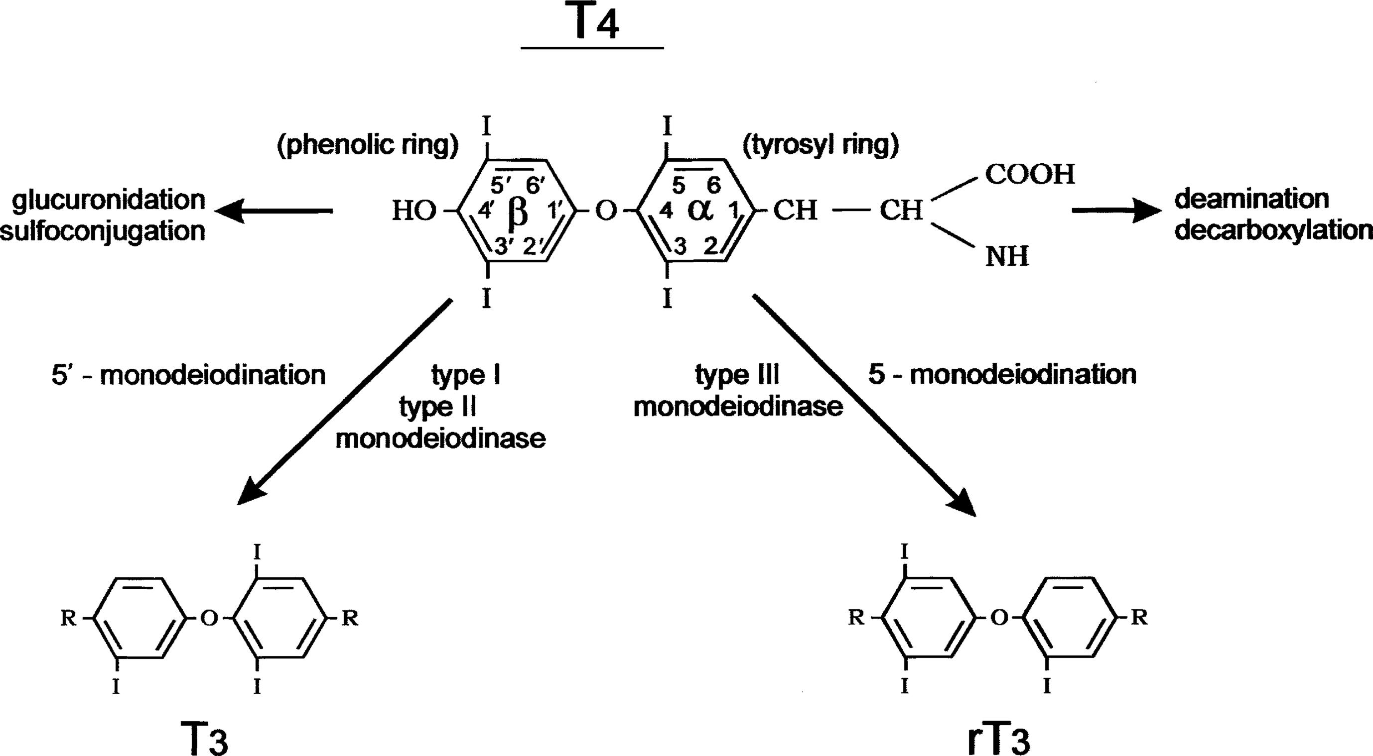 Fig. 13.2, The metabolism of thyroxine (tetraiodothyronine). The major metabolic pathway is progressive monodeiodination mediated by the three iodothyronine monodeiodinase enzymes type I, type II, and type III. Outer (phenolic) ring 5’monodeiodination produces active 3,5,3’ triiodothyronine. Inner (tyrosyl) ring 5’monodeiodination produces inactive reverse 3,3,5’ triiodothyronine. Type I deiodinase is also capable of inner-ring monodeiodination. The alanine side chain of the tyrosyl ring is also subject to degradative reactions, including deamination and decarboxylation. Sulfoconjugation and glucuronide conjugation reactions at the 4’ phenolic ring site occur largely in liver tissue.