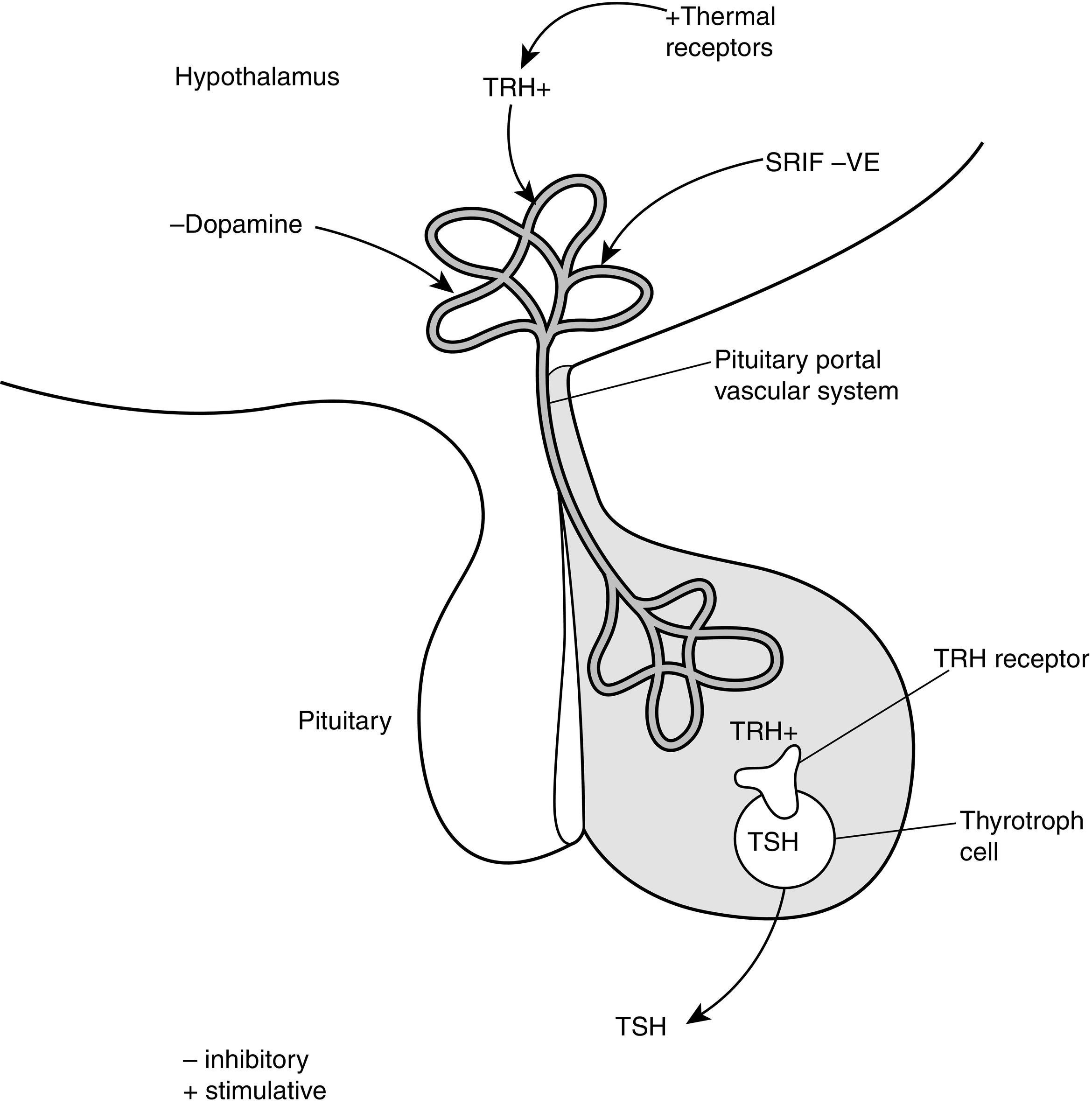 Fig. 13.3, The hypothalamic-pituitary thyroid-stimulating (TSH) axis. Thyrotropin-releasing hormone (TRH) secreted into the pituitary portal vascular system stimulates TSH synthesis and secretion from the pituitary thyrotroph cell. TRH secretion is modulated by central and peripheral thermal sensors. Dopamine or somatostatin (SRIF) can inhibit TSH release.