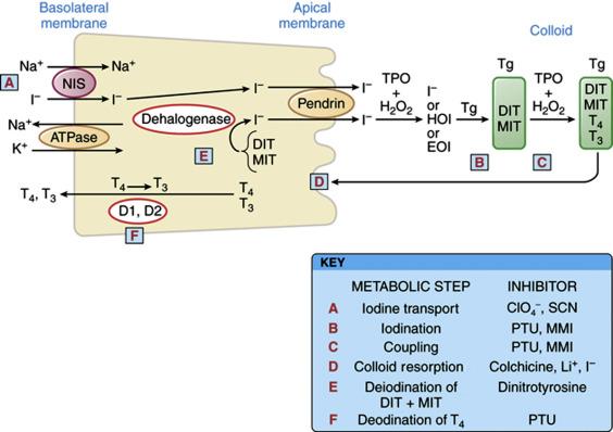 Fig. 3.2, Thyroid Hormone Synthesis in the Thyroid Follicular Cell.