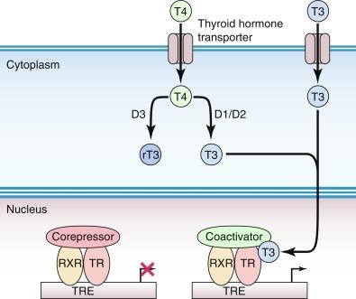 Fig. 3.4, Intracellular Action of T3.