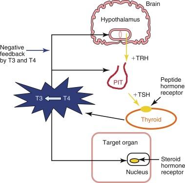 Fig. 3.6, Schematic Representation of Control of Thyroid-Stimulating Hormone (TSH) Secretion by the Thyrotroph Cells in the Anterior Pituitary.