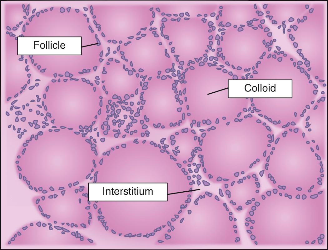 Fig. 47.3, Normal Thyroid Microstructure.