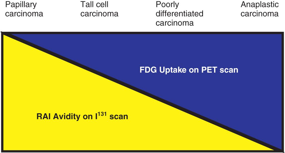 Figure 12.23, Iodine avidity declines, and fluorodeoxyglucose (FDG) uptake increases as the tumor progresses from well differentiated to poorly differentiated and anaplastic carcinoma.