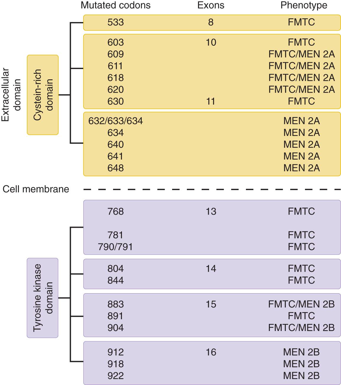 Figure 12.5, Location of mutations in the RET protooncogene in patients with medullary carcinoma of the thyroid. FMTC, Familial medullary thyroid cancer; MEN, multiple endocrine neoplasia.