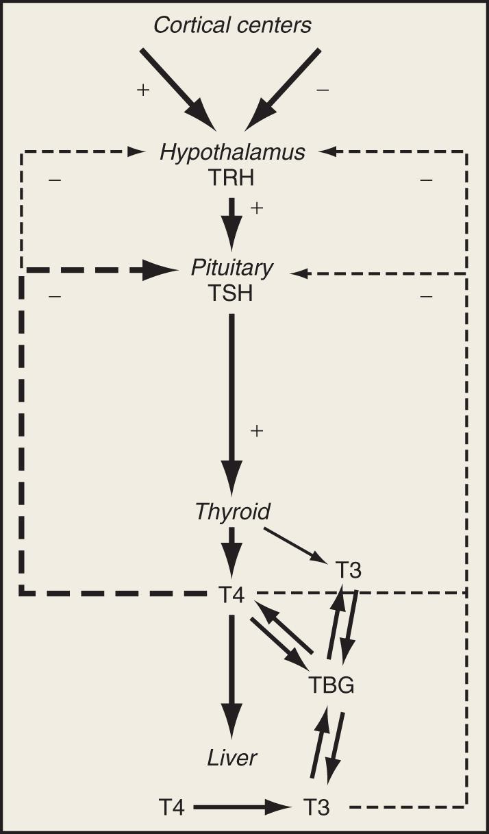 Fig. 137.1, Diagram of the hypothalamic-pituitary-thyroid axis.