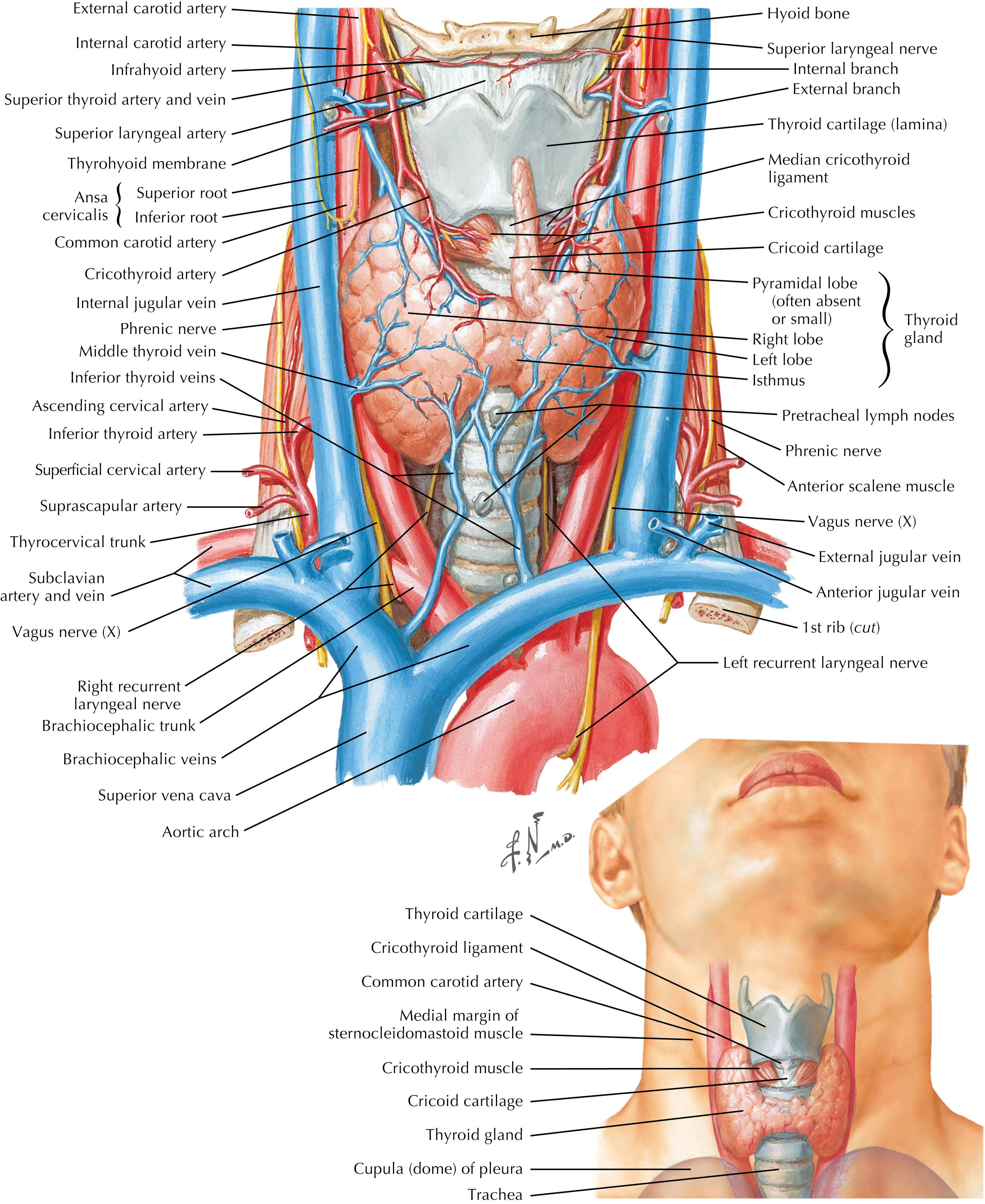 FIGURE 3.1, Thyroid gland, anterior view.