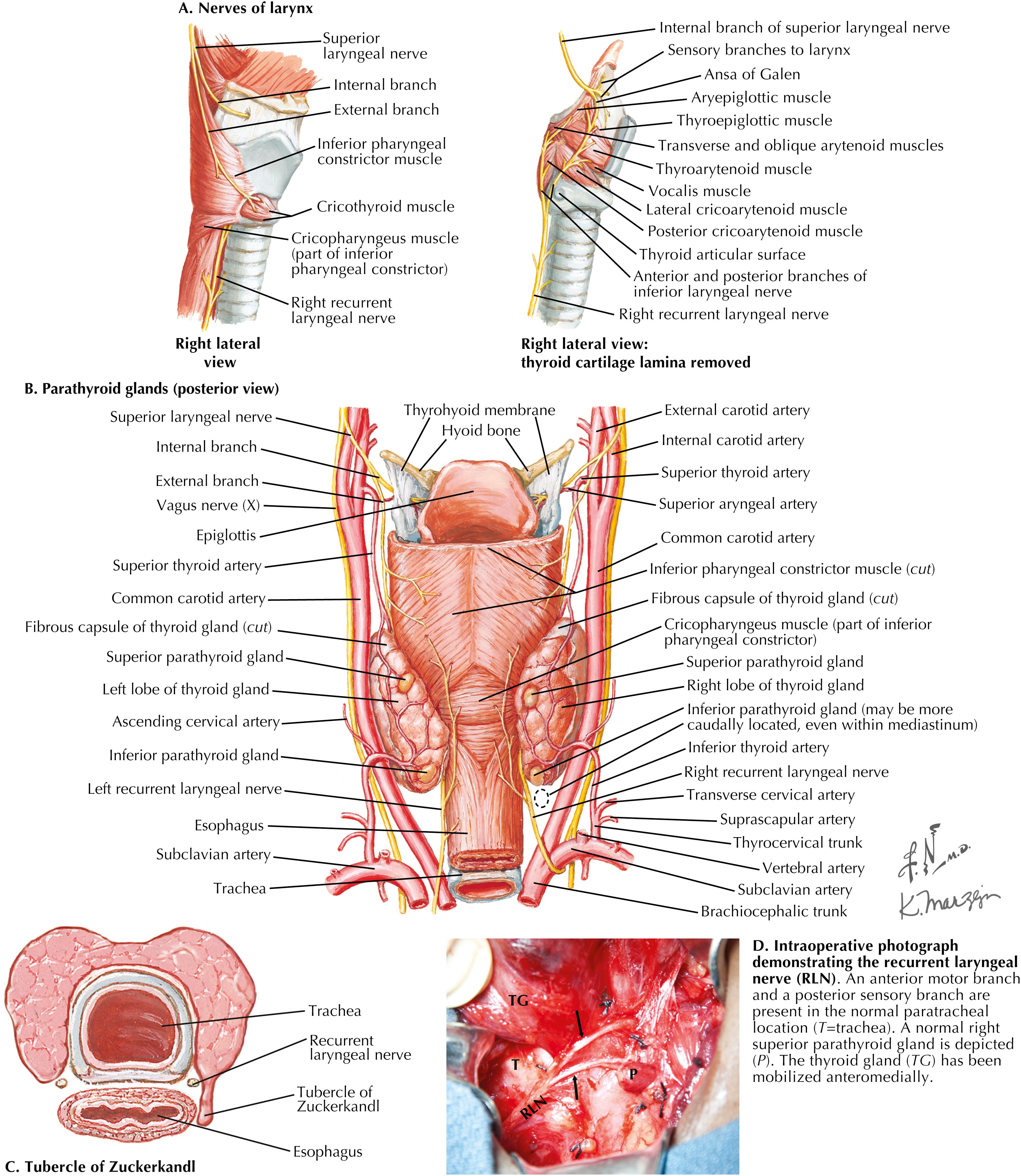 FIGURE 3.2, Anatomy of superior and recurrent laryngeal nerves.