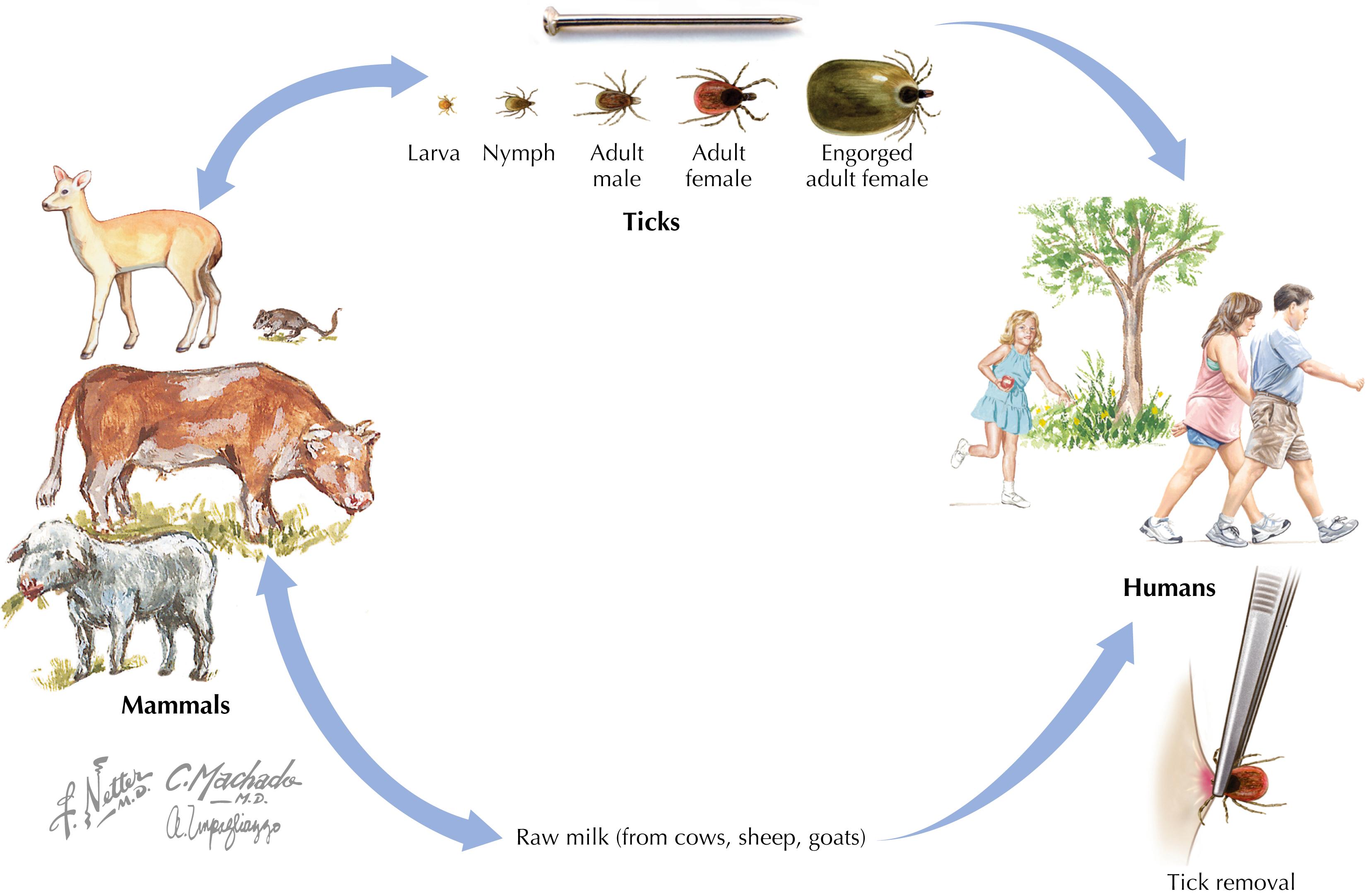 Fig. 72.3, Transmission of tick-borne encephalitis virus.