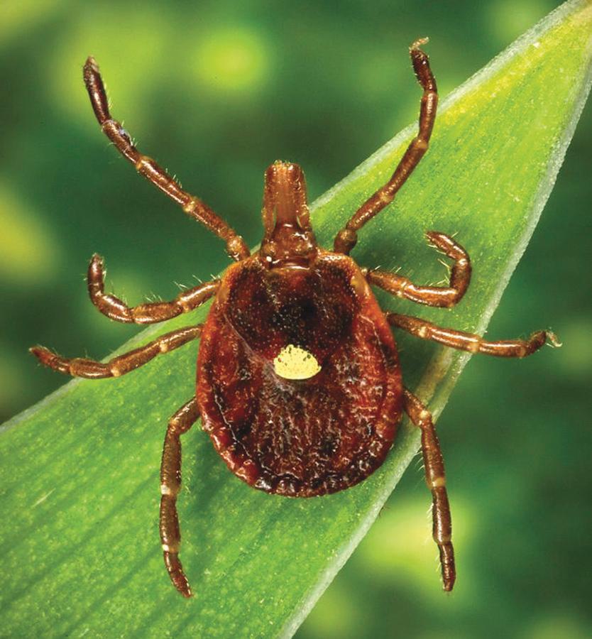 FIG. 296.3, Amblyomma americanum, the Lone Star tick, questing for a host.