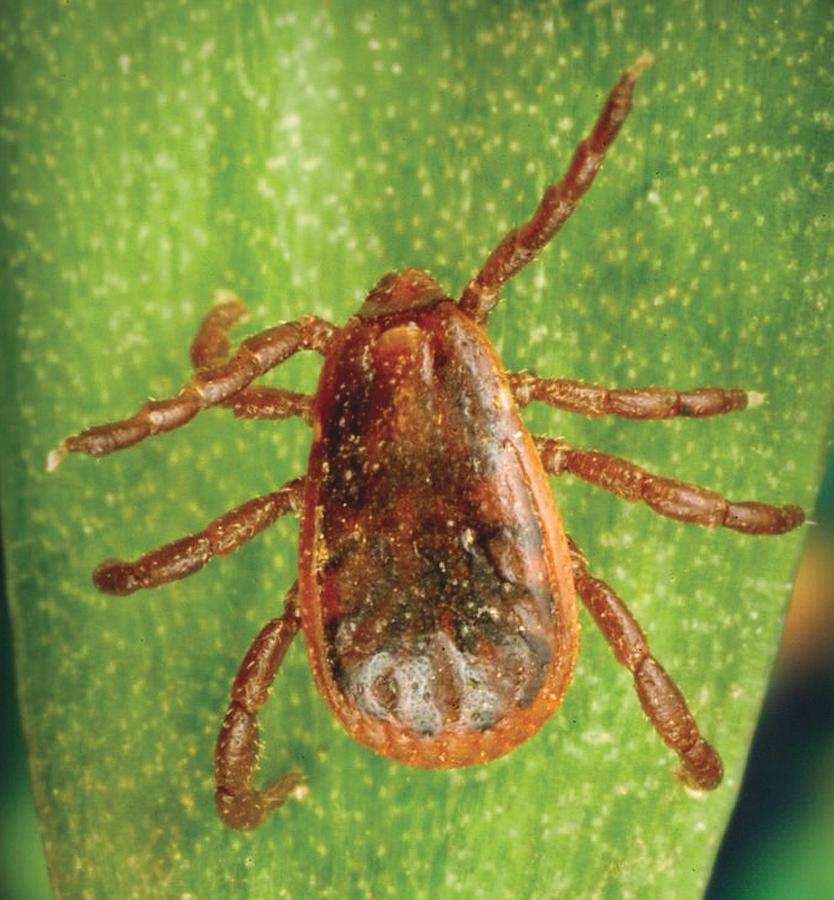 FIG. 296.4, Rhipicephalus sanguineus, the brown dog tick, questing for a host.