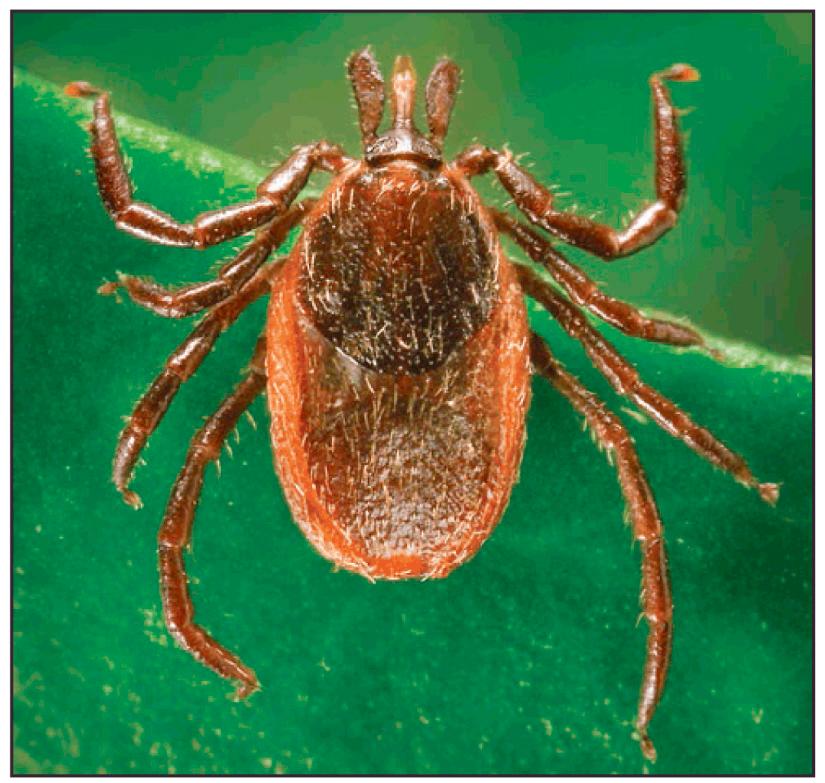 FIG. 296.6, Ixodes pacificus, the western black-legged tick, questing for a host.