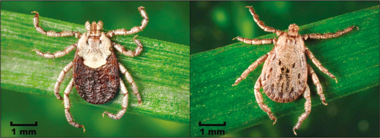 FIG. 296.7, Dermacentor occidentalis, the Pacific Coast tick, adult female (left) and adult male (right) .