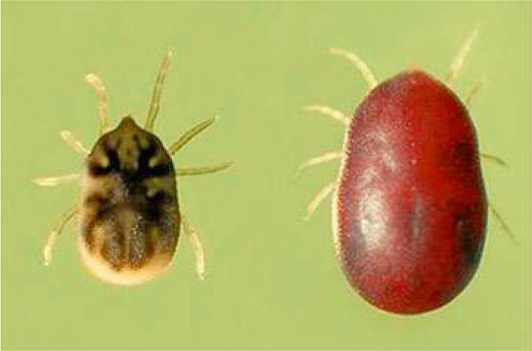 FIG. 296.10, Ornithodoros species soft tick, before (left) and after (right) a blood meal.