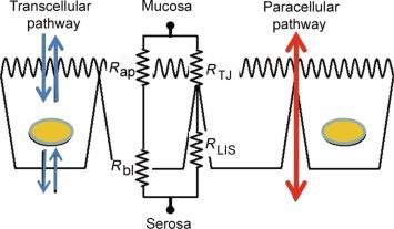 Fig. 25.1, Equivalent electrical circuit model of the intestinal epithelial cell layer. Only resistive elements are shown. Series resistance across the transcellular pathway is the sum of individual resistance across the apical ( R ap ) and basolateral membranes ( R bl ). These are in parallel with resistances of the TJ ( R TJ ) plus the lateral intercellular space ( R LIS ). The R LIS is small, the membrane resistances are usually high and the epithelial resistance is governed by resistance of the TJ.