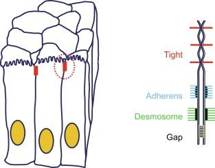 Fig. 25.2, Junction types within the apical junction complex between intestinal epithelial cells. Left: Two columnar epithelial cells with apical brush border typical of the small intestine. A thick band of peri-junctional actin and myosin filaments connected to the tight and adherens junctions are typical of intestinal epithelial cells. Center: The “terminal bar” or apical junction complex is amplified revealing a series of intercellular contacts including the tight and adherens junctions, desmosomes, and gap junctions. Tight and adherens junctions are linked to the actin cytoskeleton and desmosomes to intermediate filaments. Right: TJ contacts are further magnified revealing rows of claudin strands adhering between adjacent cells to seal the paracellular space.