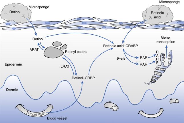 Fig. 46.2, Topical and systemic delivery of vitamin A to the epidermis. Retinol is normally delivered to the skin via the dermal vasculature bound to retinol-binding protein. It is taken up into the keratinocyte, where it then binds to cellular (or cytosolic) retinol-binding protein (CRBP) . Excess retinol in the lower layers of the epidermis is stored as retinyl esters by esterification to long-chain fatty acids through the action of lecithin retinol acyltransferase (LRAT) . Topically applied retinol and retinoic acid are taken up as indicated. Retinol, when in excess in the outer layers of the epidermis, is stored through conversion by acyl CoA retinol acyltransferase (ARAT) to retinyl esters. Retinol is less irritating when applied topically, presumably because it is stored when plenty of retinoic acid is available. Topically applied retinoic acid immediately expands the intracellular pool of retinoic acid because it cannot be reduced to retinol and stored. Thus direct delivery of retinoic acid has the potential, in theory, to overwhelm cellular processes leading to adverse effects. When retinoic acid levels in the epidermis are low, retinol is mobilized from stores of retinyl esters and is oxidized to form all- trans retinoic acid, as well as other isomers (e.g., 9- cis retinoic acid). These latter two active metabolites bind to the nuclear retinoic acid receptors retinoic acid receptor (RAR) and retinoid X receptor (RXR), respectively. These receptors complex to form homodimers and heterodimers that function as transcription factors, binding to retinoic acid response elements (RARE) in deoxyribonucleic acid (DNA) to influence gene transcription. The genes affected are known to influence cell differentiation and proliferation. Modifications of the expression of these genes are associated with improvement of acne, psoriasis, photoaging, hyperpigmentation, and keratinization disorders.