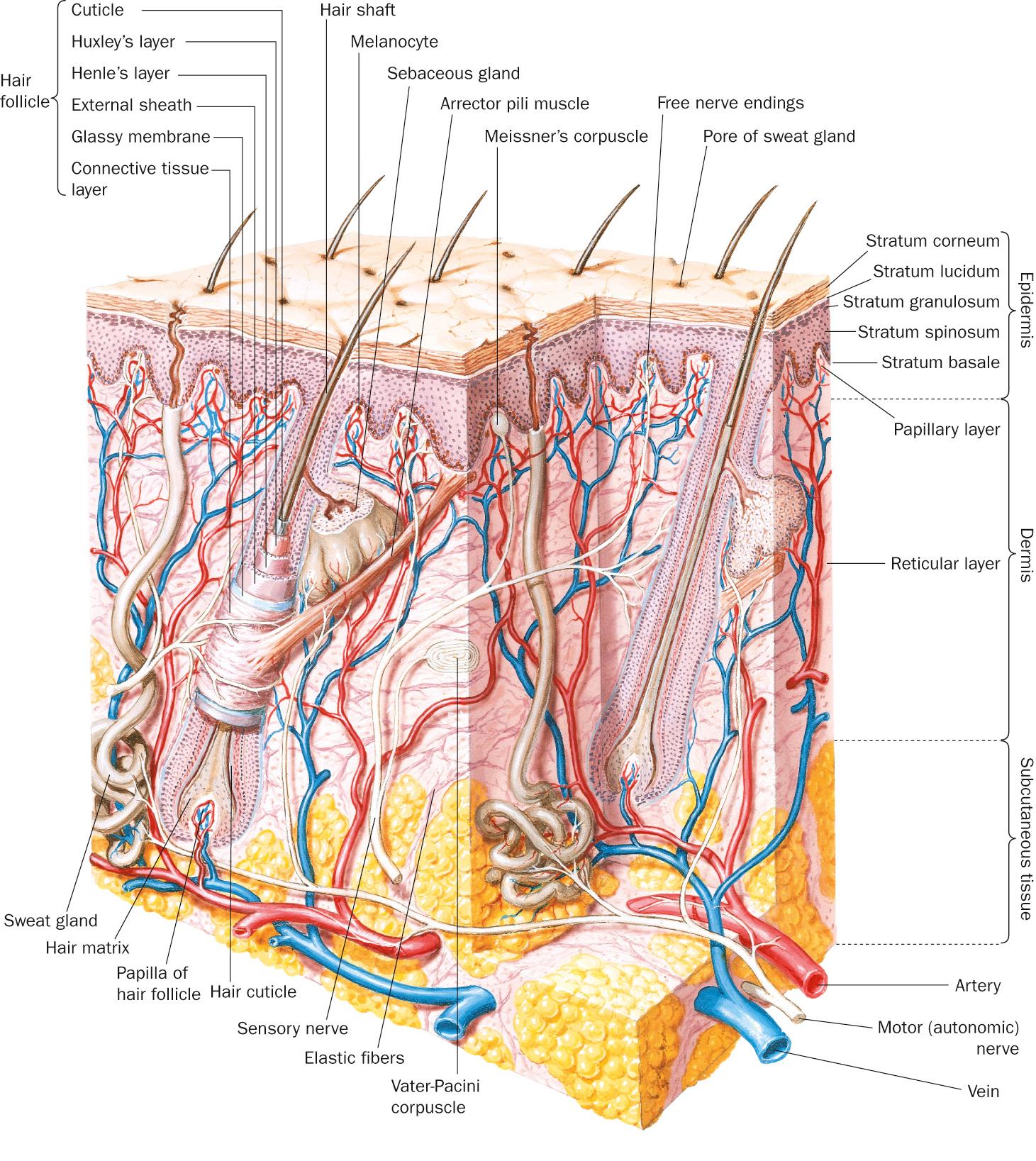 Fig. 1.1, Skin anatomy.