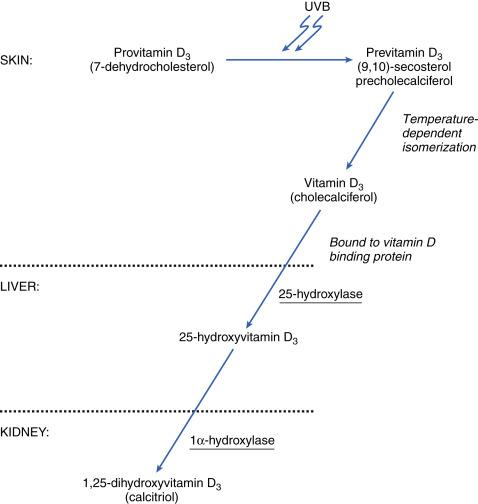 Fig. 49.1, Vitamin D biosynthesis. UVB, Ultraviolet B.