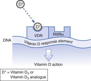 Fig. 49.2, Mechanism of action of vitamin D and its analogs. DNA, Deoxyribonucleic acid; RXR-α, retinoid X receptor-α; VDR, vitamin D receptor.